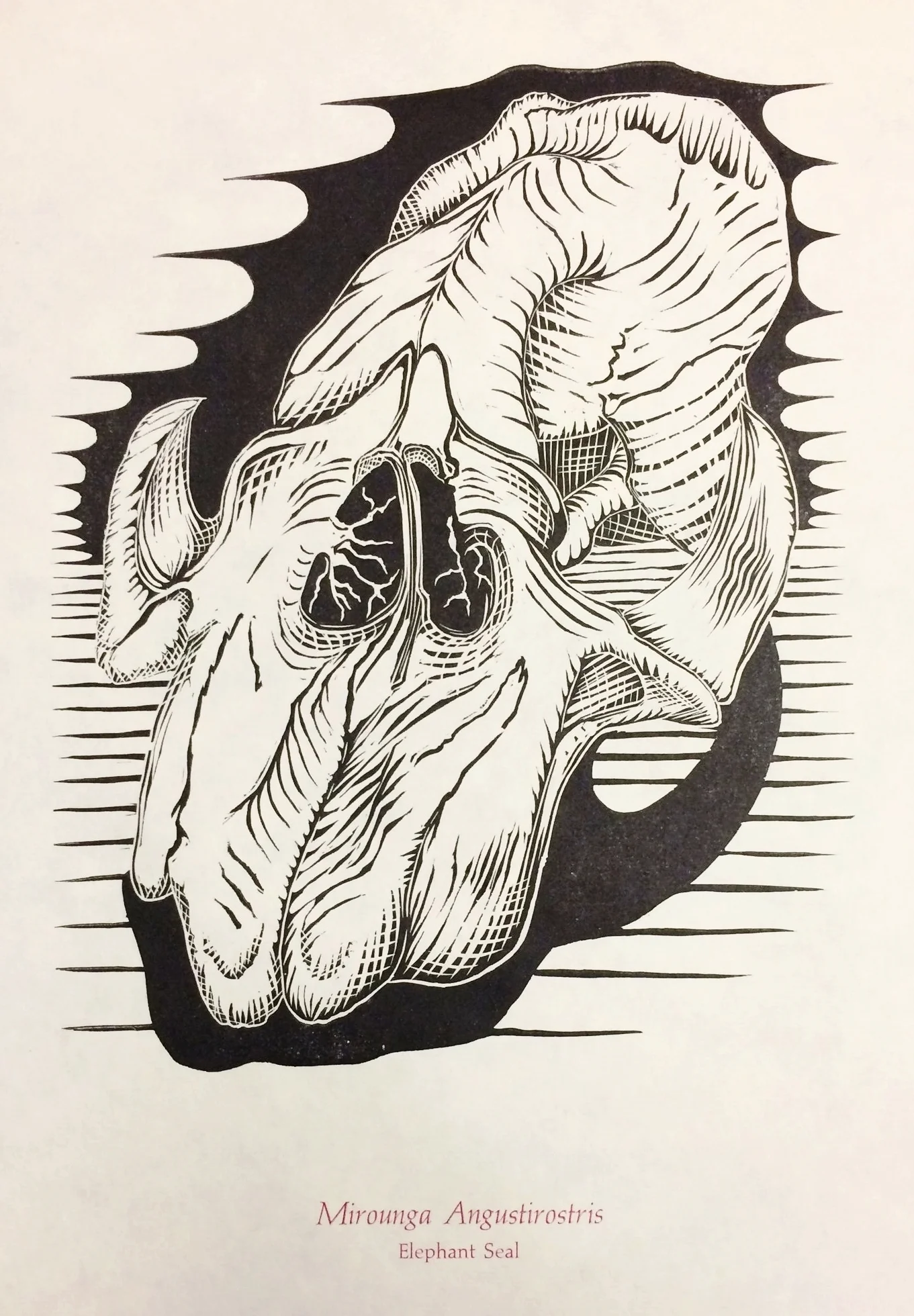 Mirounga Angustirostris - (Northern) Elephant Seal