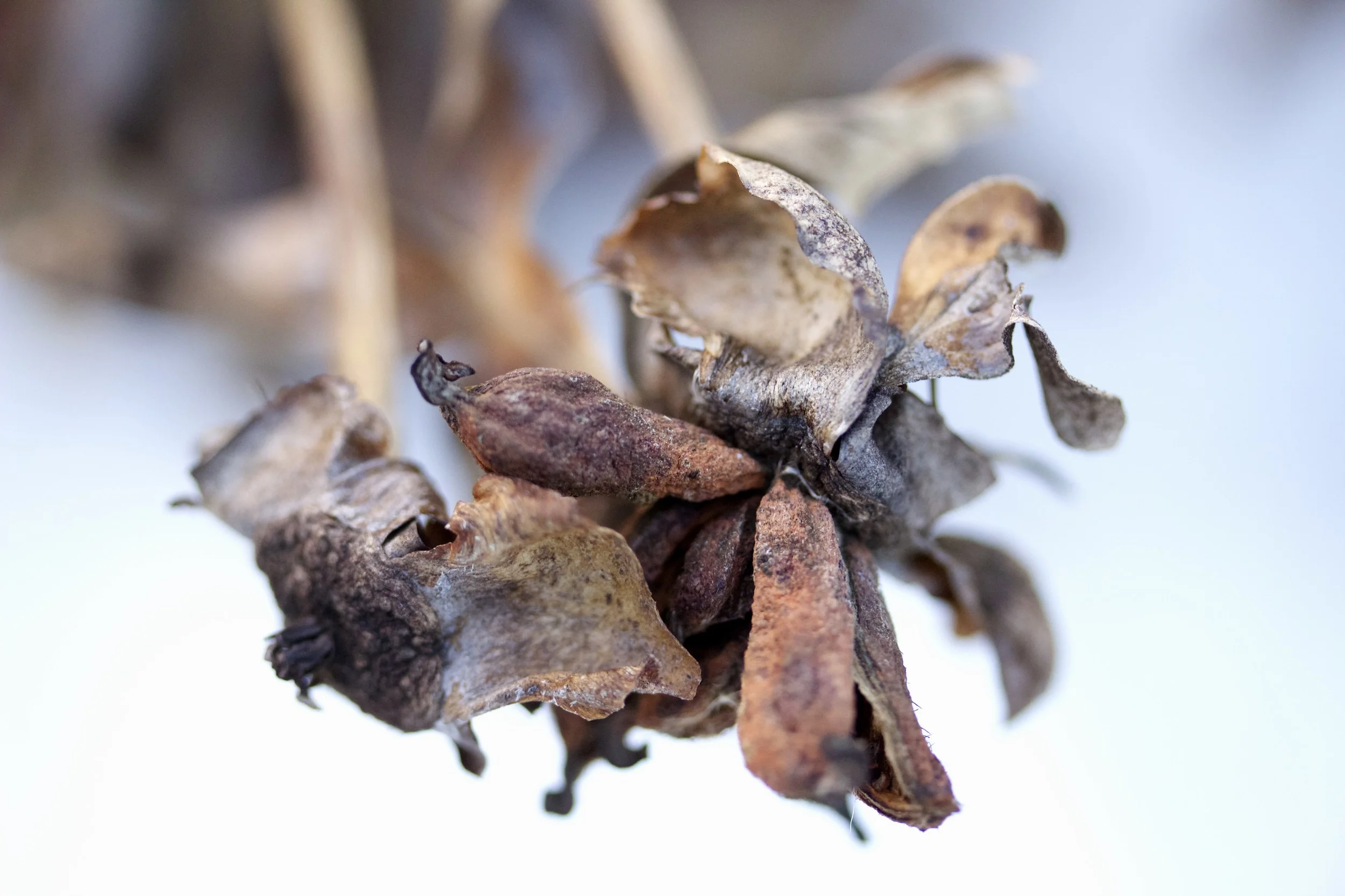 The Promise of Dormancy