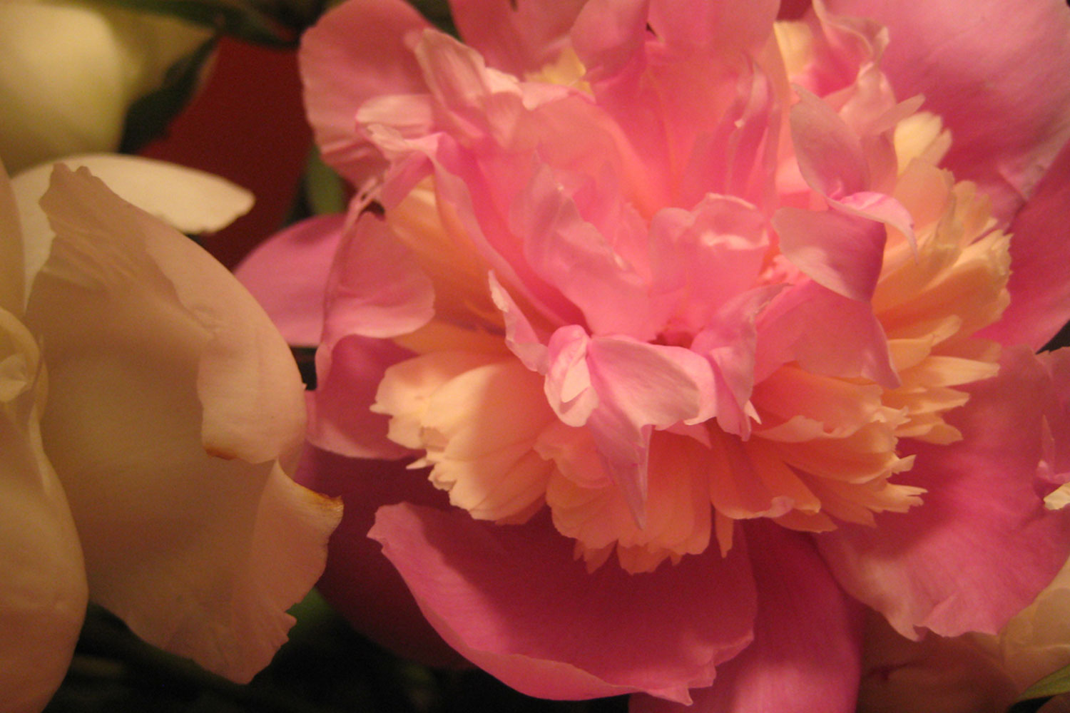 iQ_BKG_Site_Images_Peony.jpg