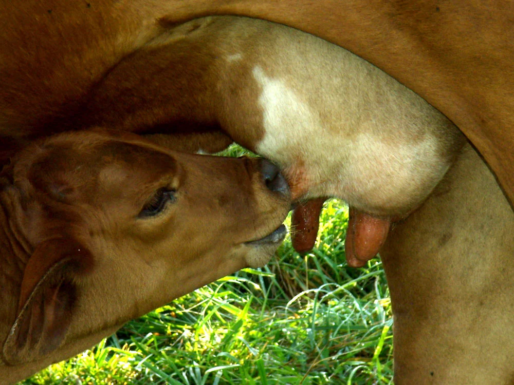 calf.jpg