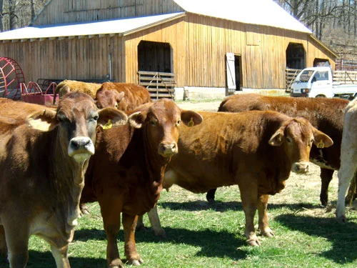 heifers.jpg