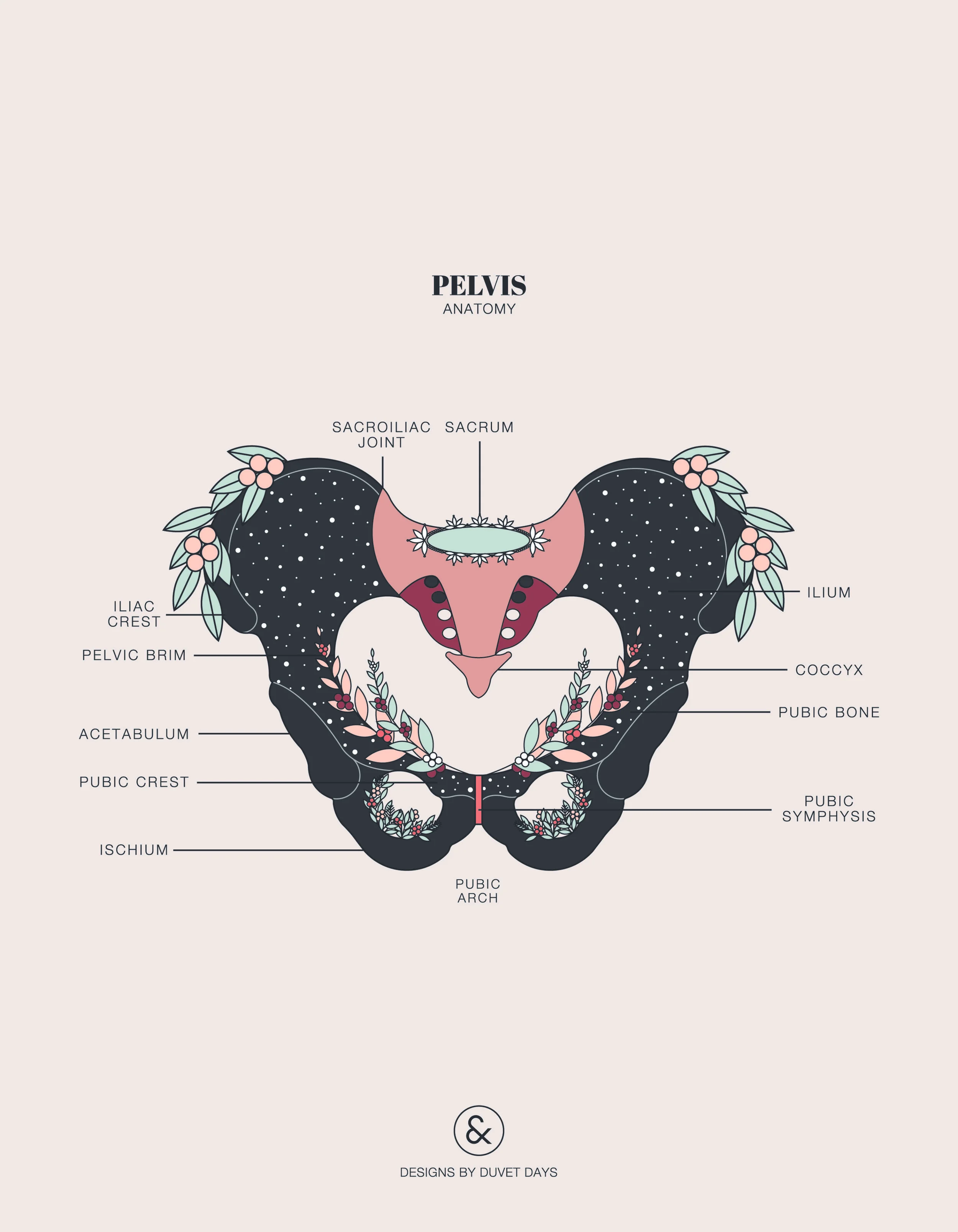 Duvet-Days_Anatomy-Illustrations_8.5x11_Pelvis-Anatomy.jpg