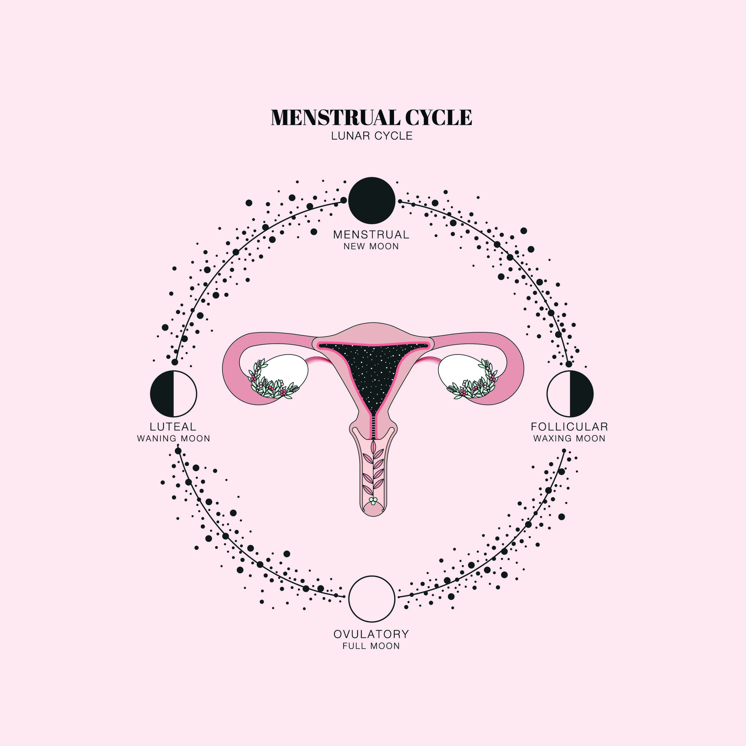 Duvet-Days_Anatomy-Illustrations_8.5x11_Menstrual-Cycle-1.jpg