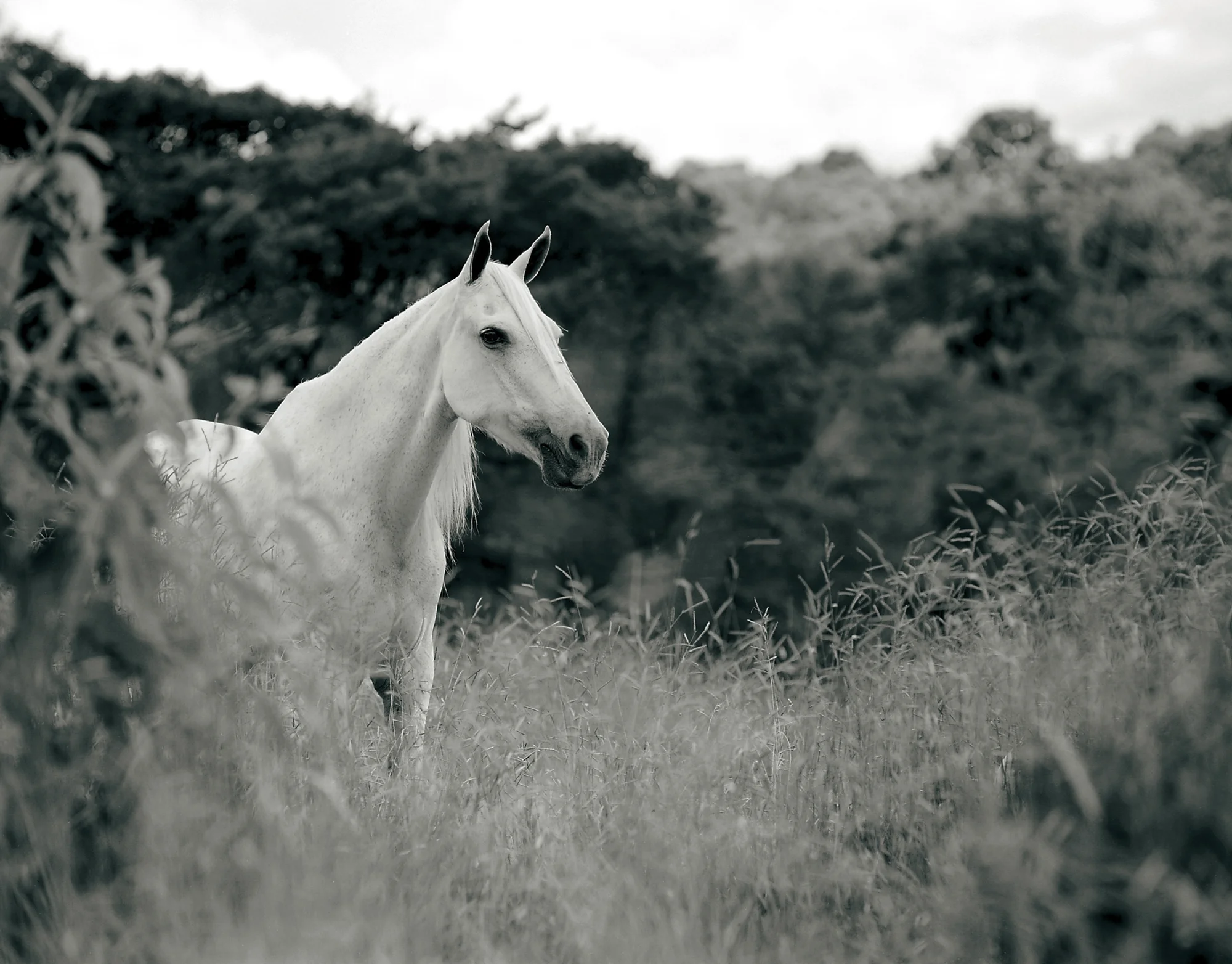 Abaiba Gaivota, 125 ppi.jpg