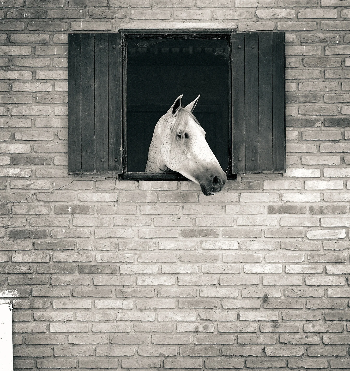 Arcadia, 125 ppi.jpg