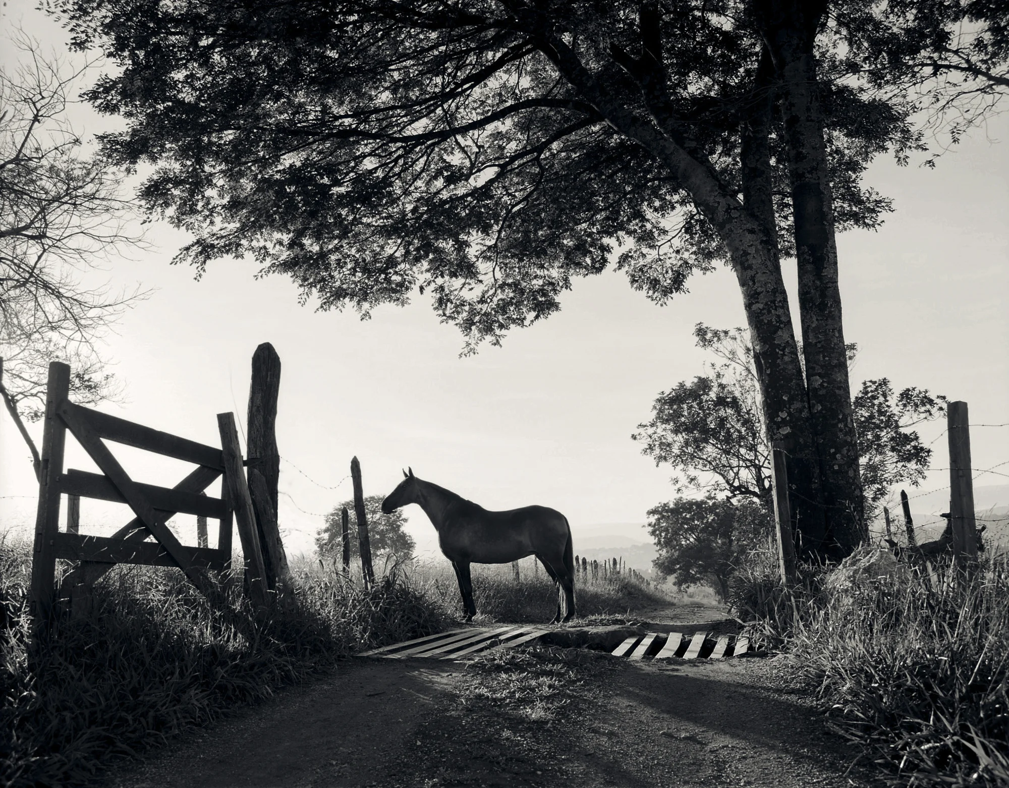 Festa Ajota-2, 100ppi.jpg