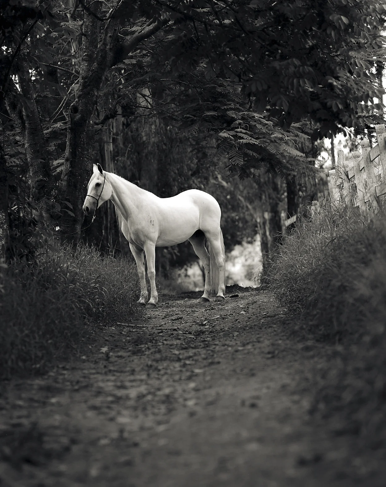 Malaguenha AJ, 125 ppi.jpg