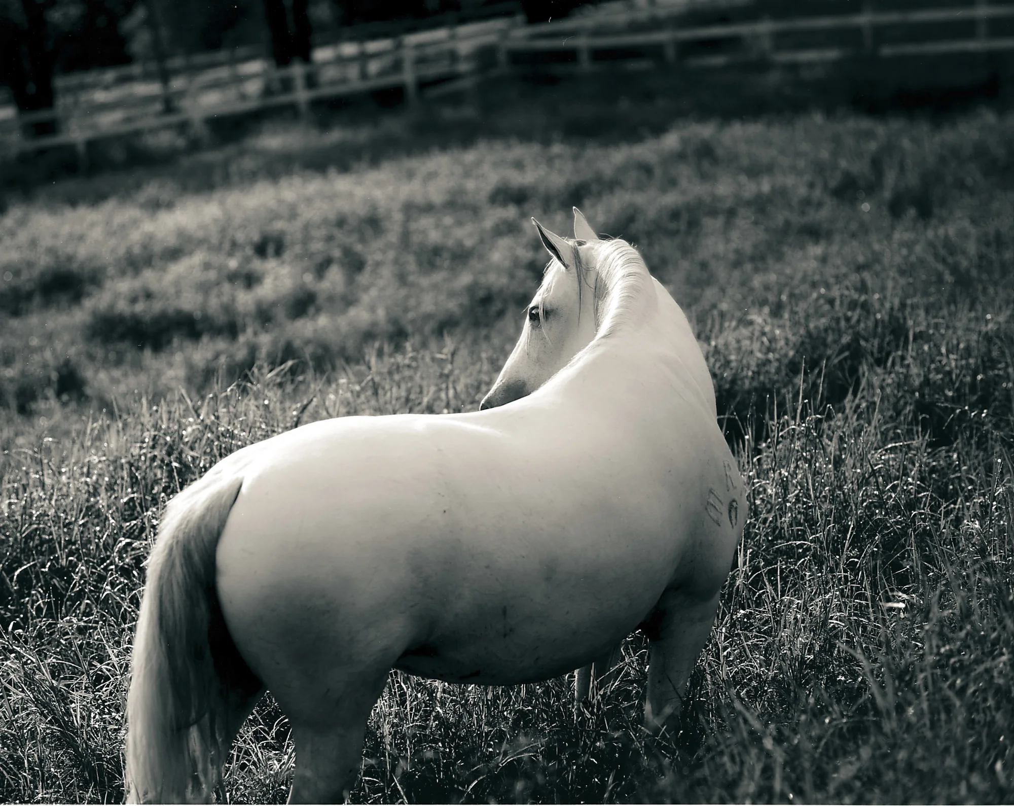 Rima Emoção, 125 ppi.jpg