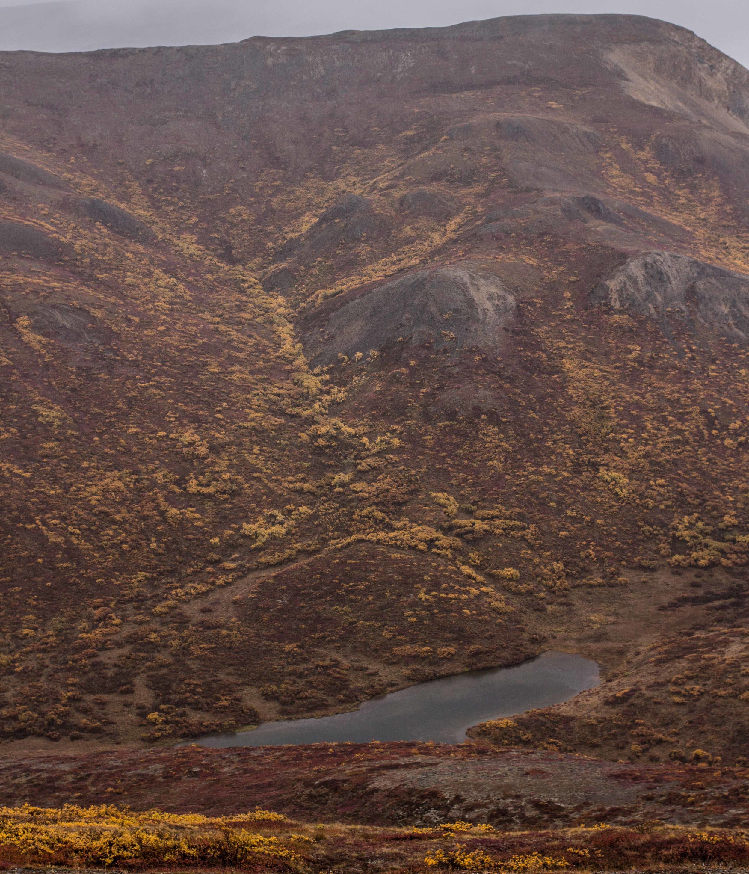 136_denali.jpg