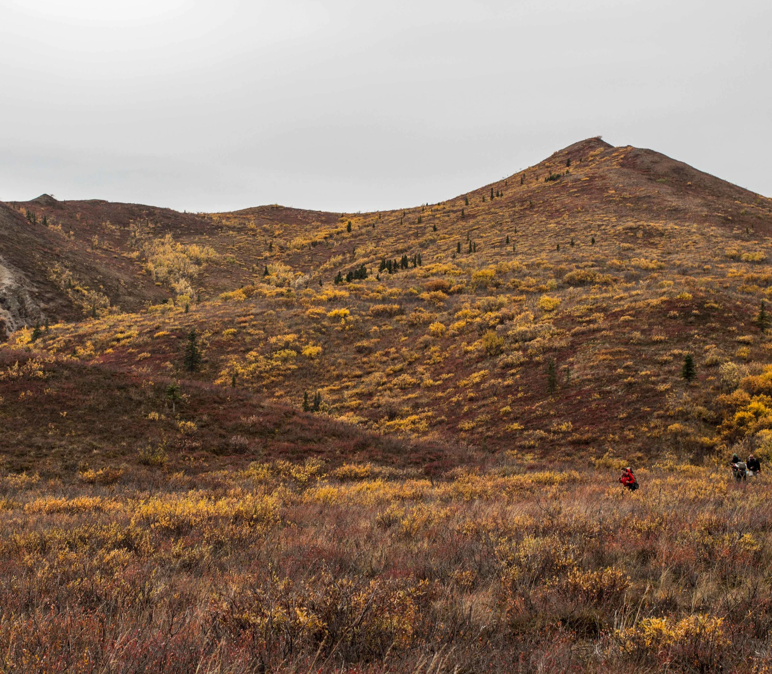 142_denali.jpg