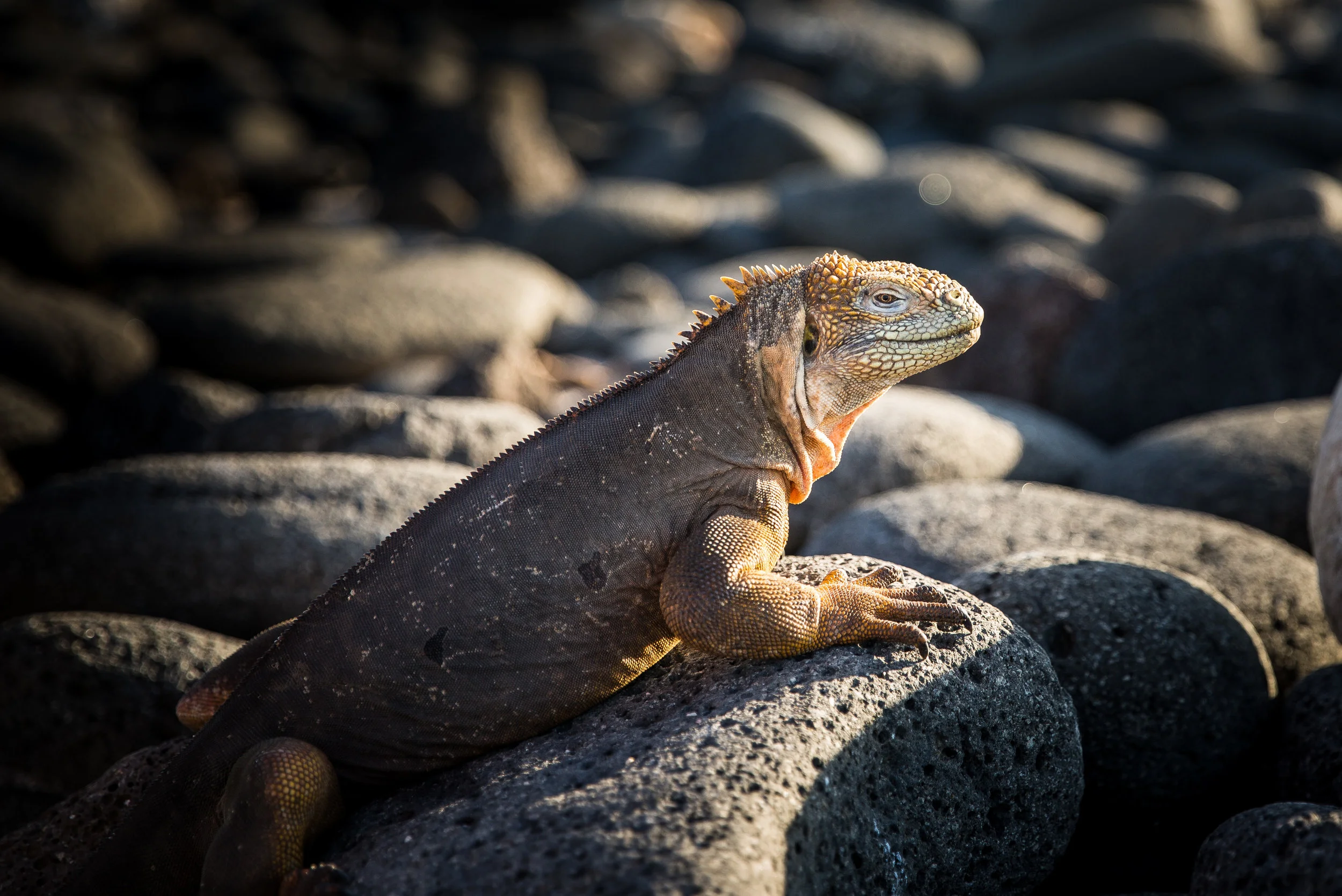 Galapagos-100.jpg