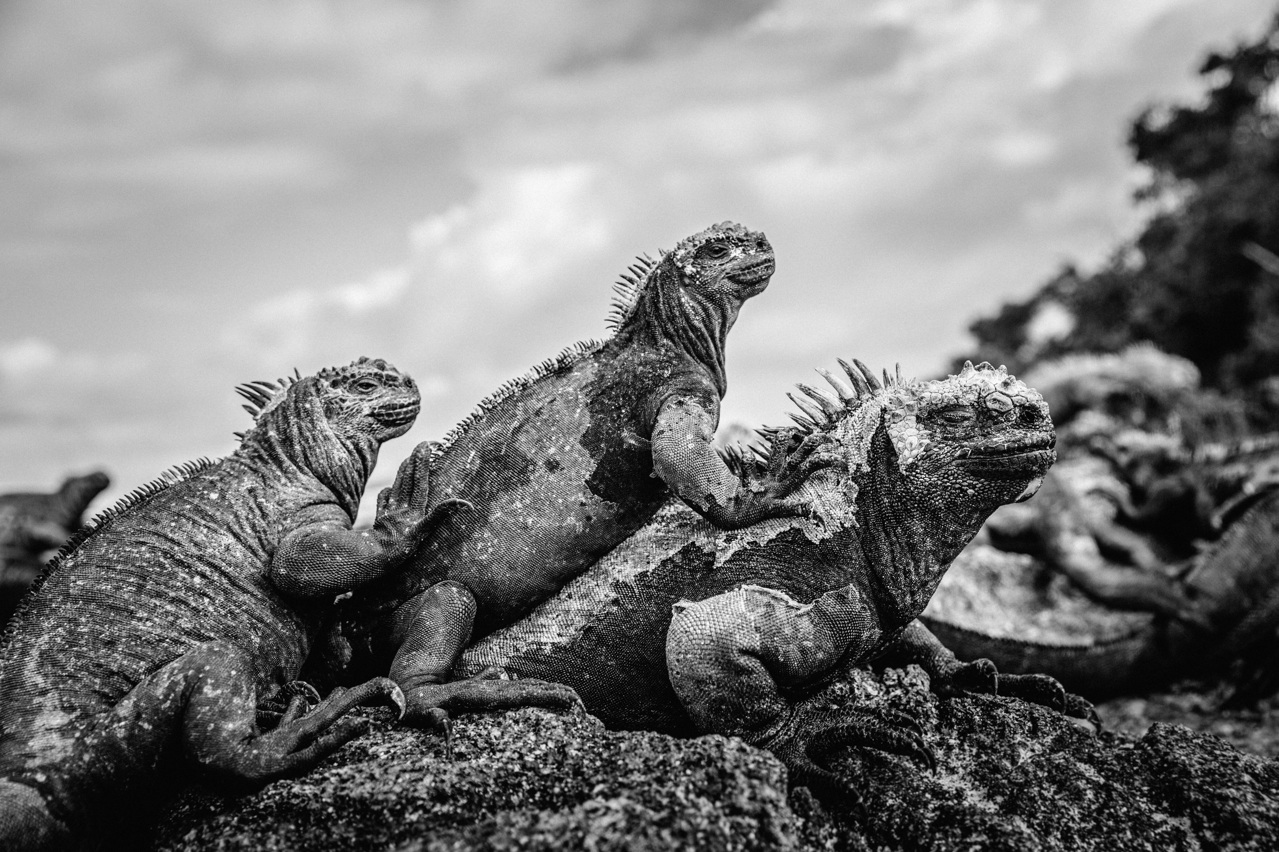 Galapagos-159.jpg
