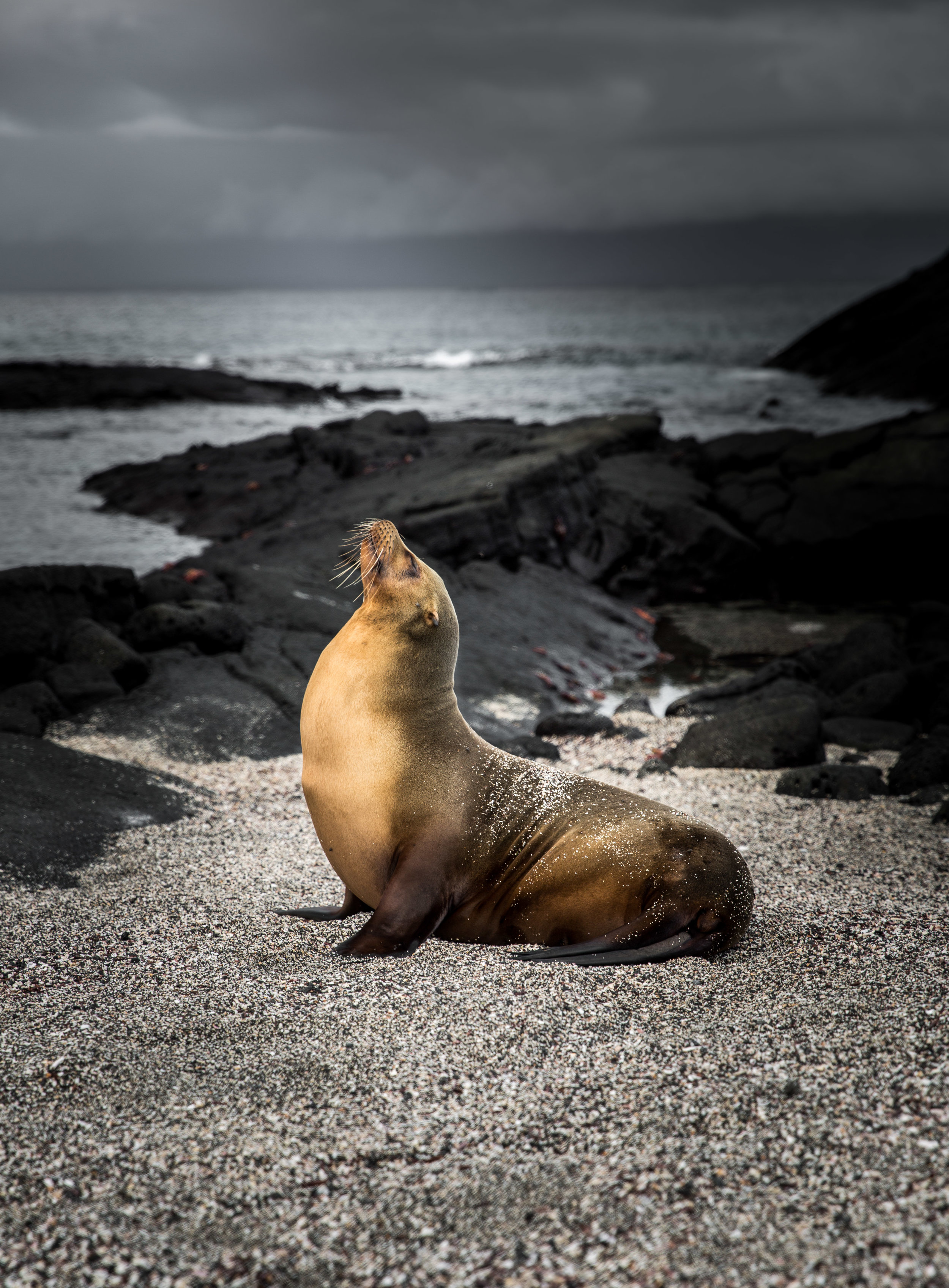 Galapagos-168.jpg