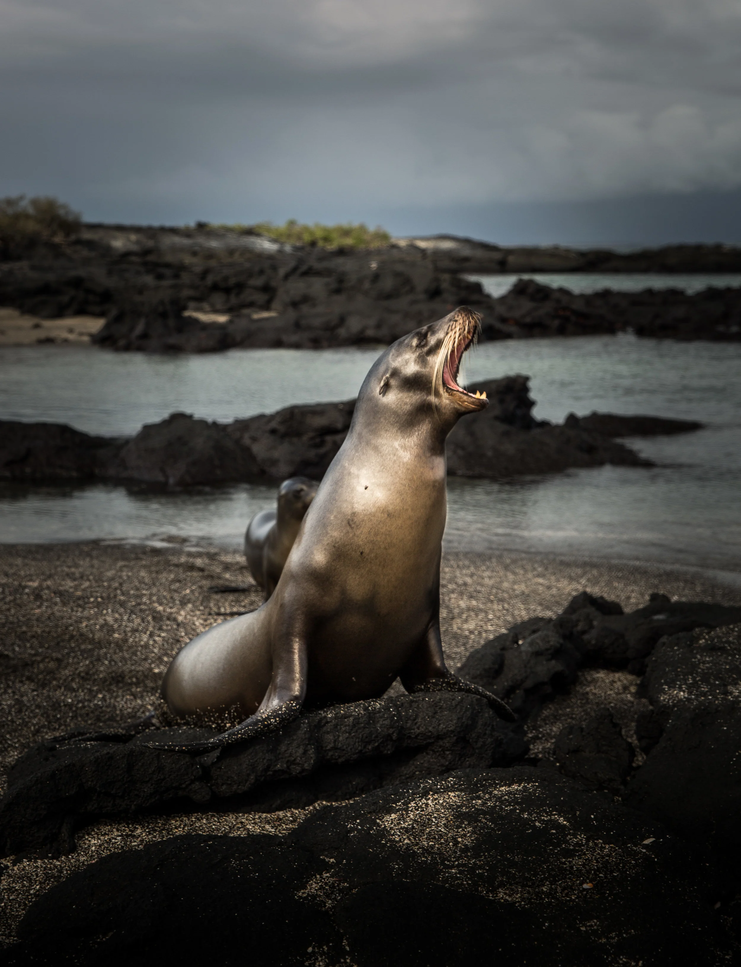 Galapagos-164.jpg