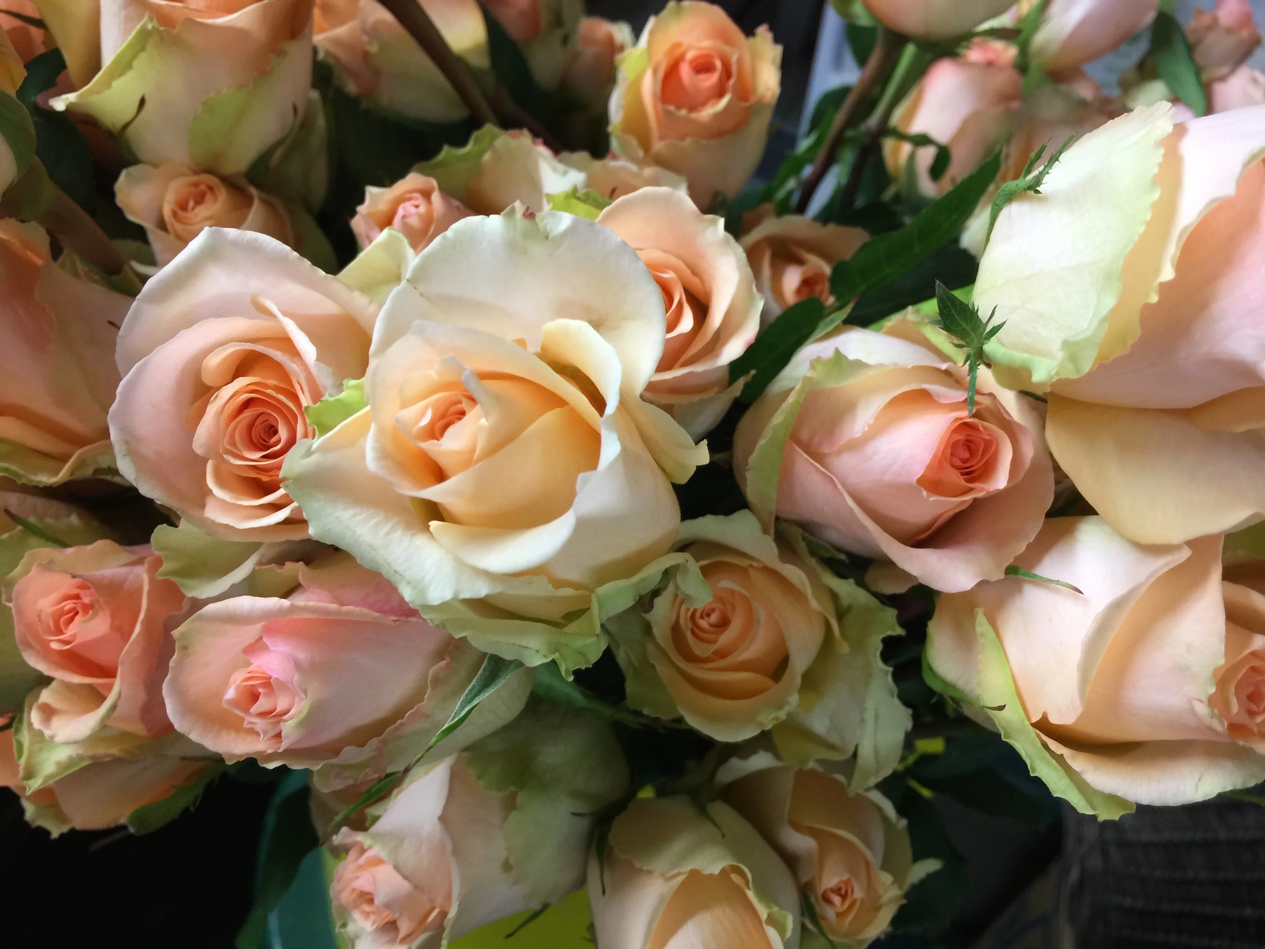Peach Roses