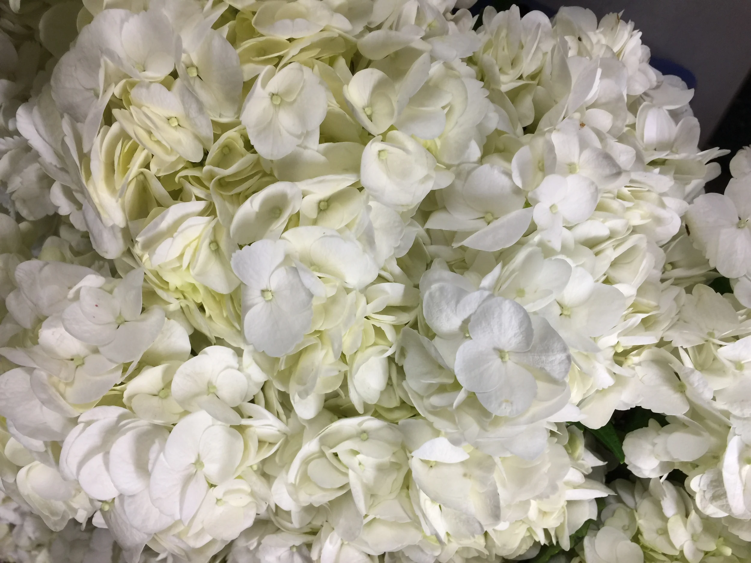 Hydrangea