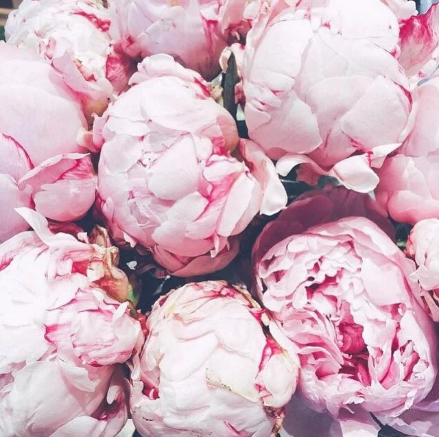 Peonies!!