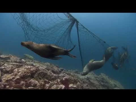 Beautiful Soul - Documentary Soul of the Ocean