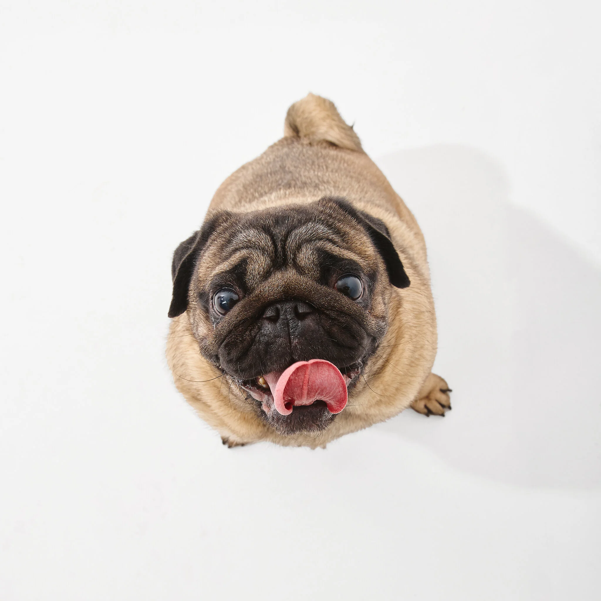 2 Four Legged Friends.Mki.JPG