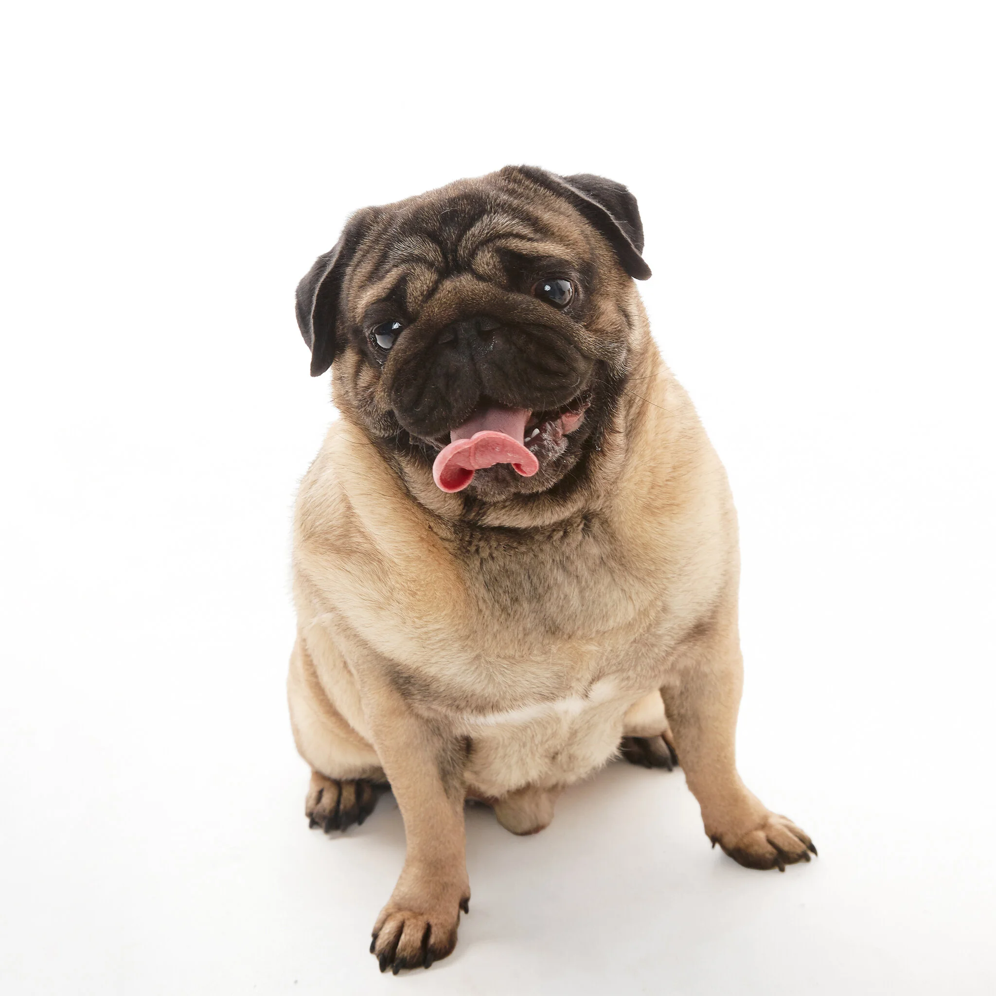 3 Four Legged Friends.Mki.JPG