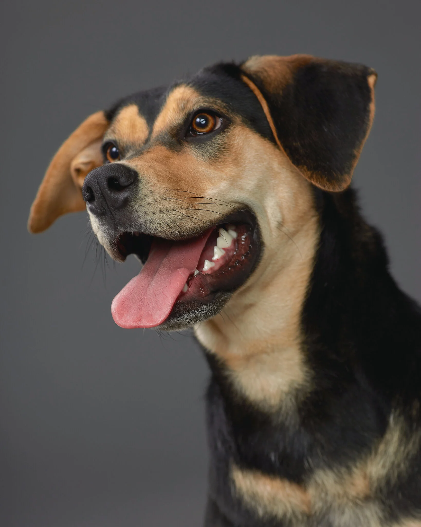 5 Four Legged Friends.Mki.JPG