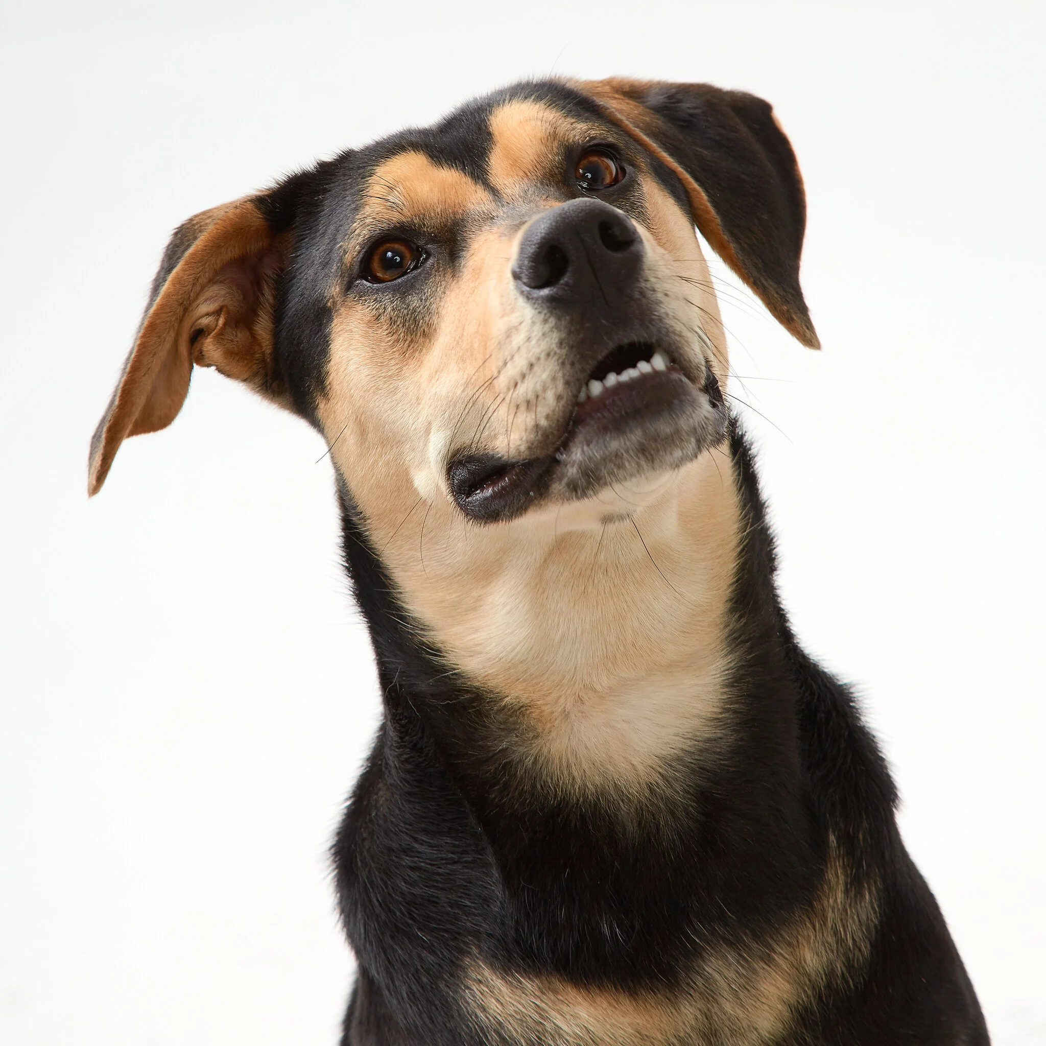 4 Four Legged Friends.Mki.JPG