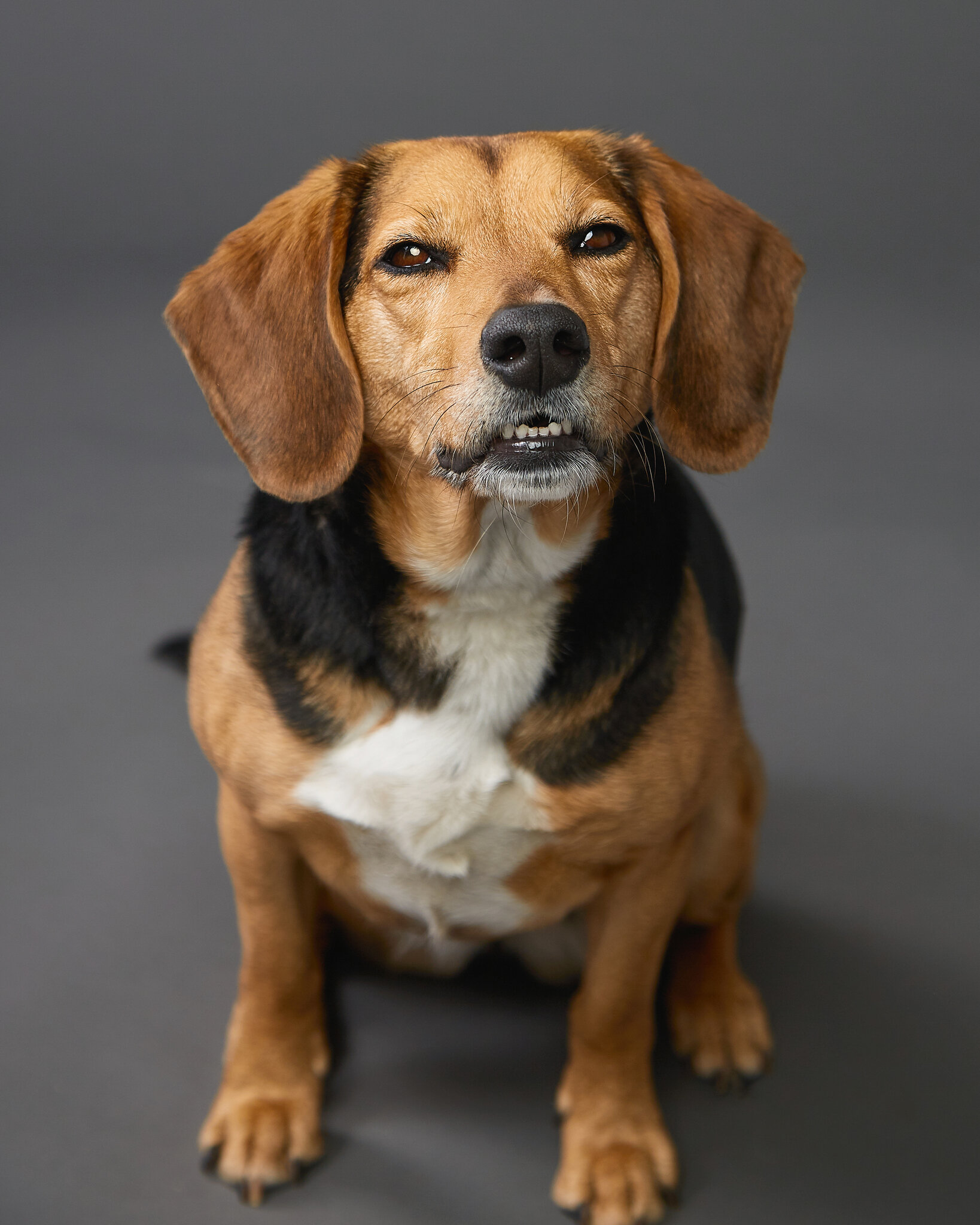 6 Four Legged Friends.Mki.JPG