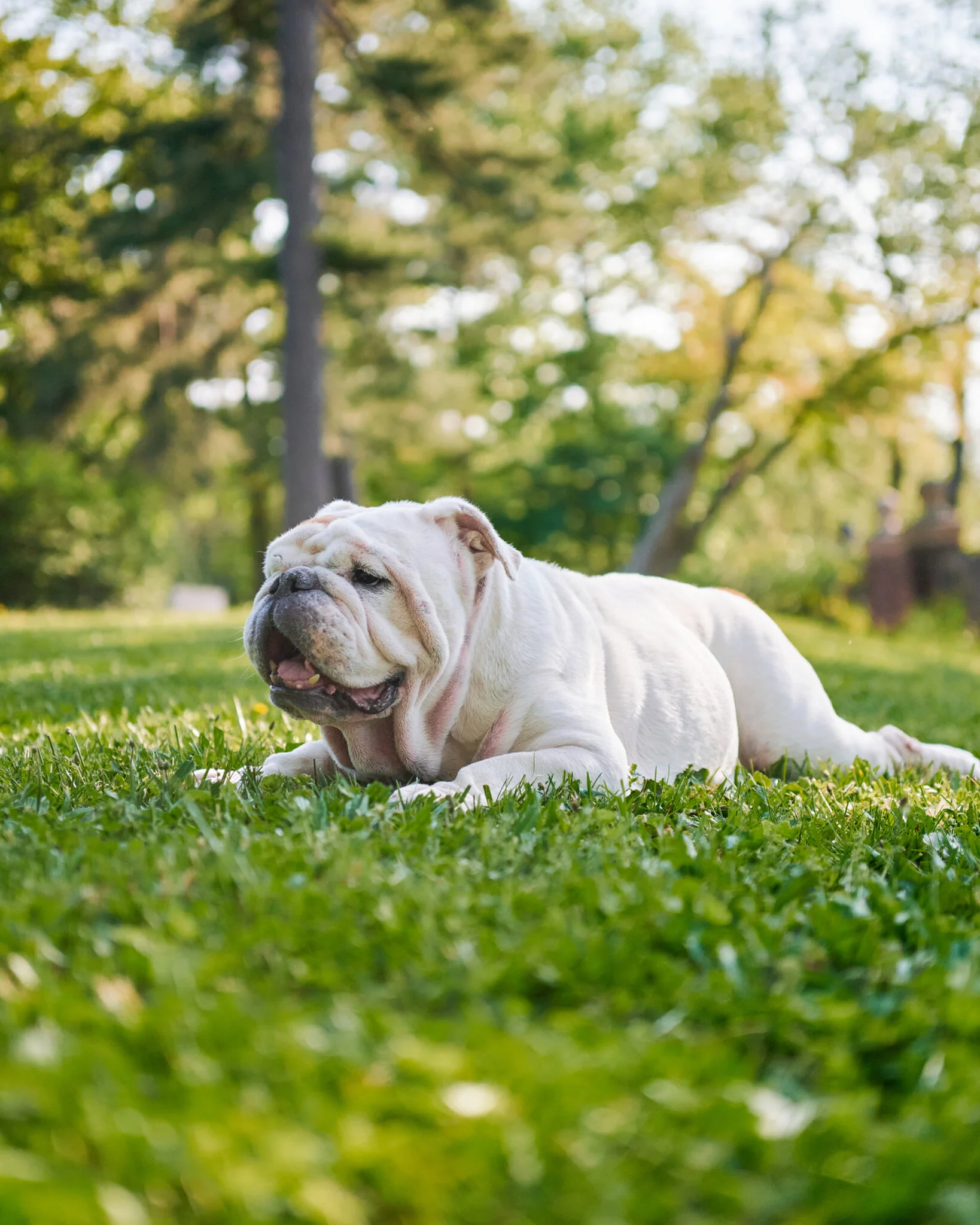8 Four Legged Friends.Mki.JPG