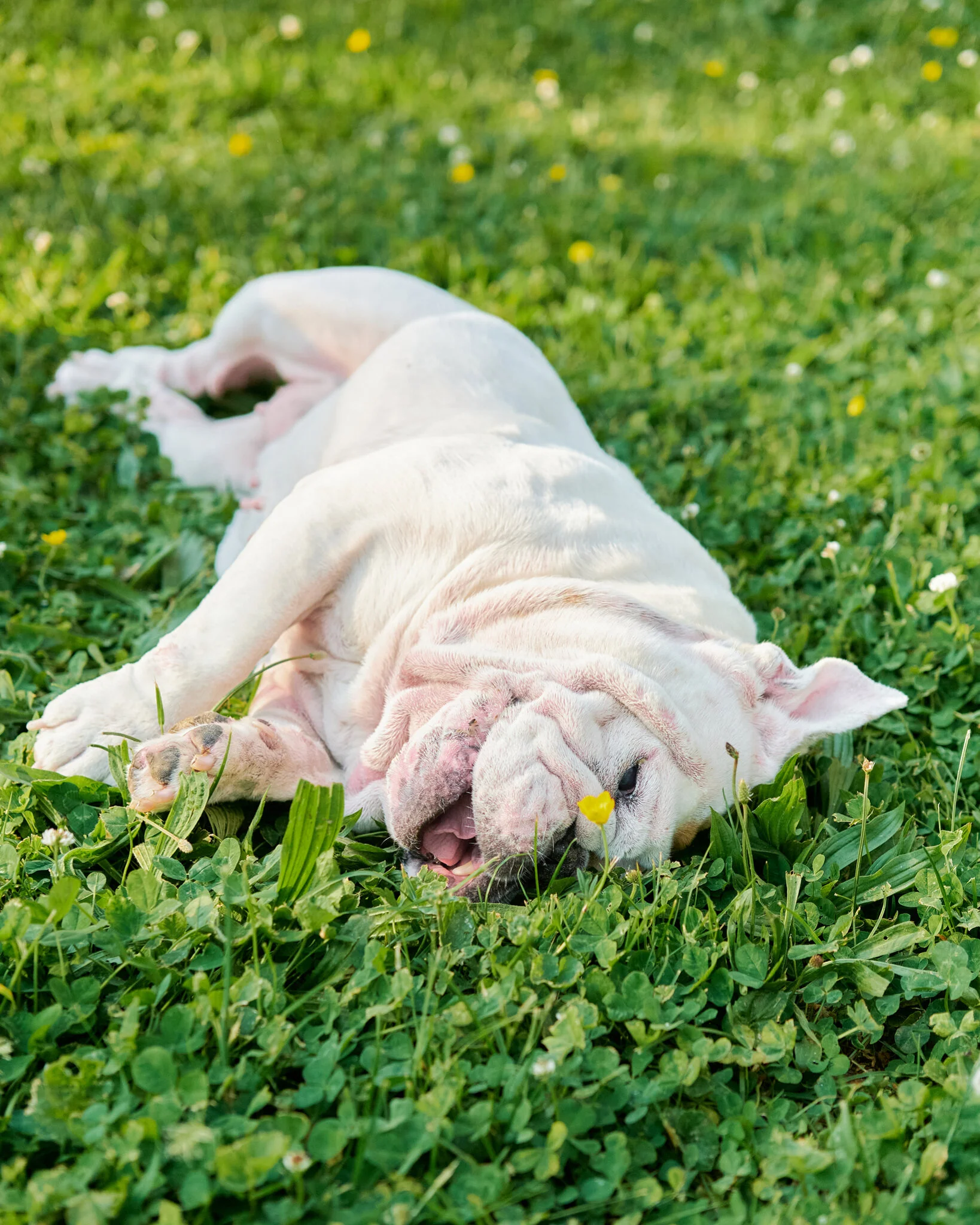 9 Four Legged Friends.Mki.JPG