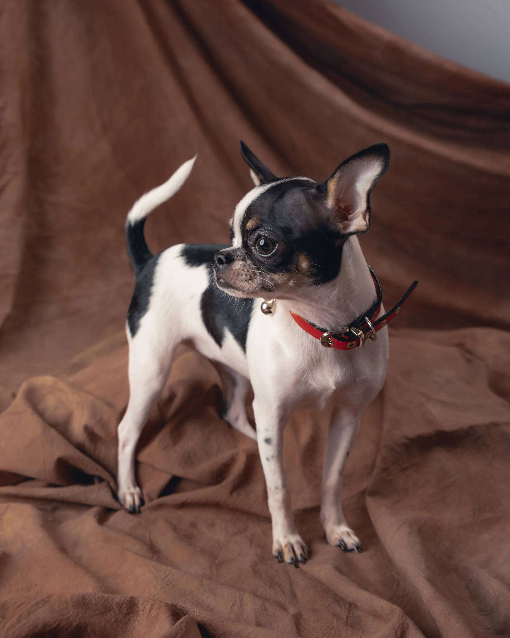 48 Alexa. Cookie. Mini Portraits. 9.6. Mki.JPG