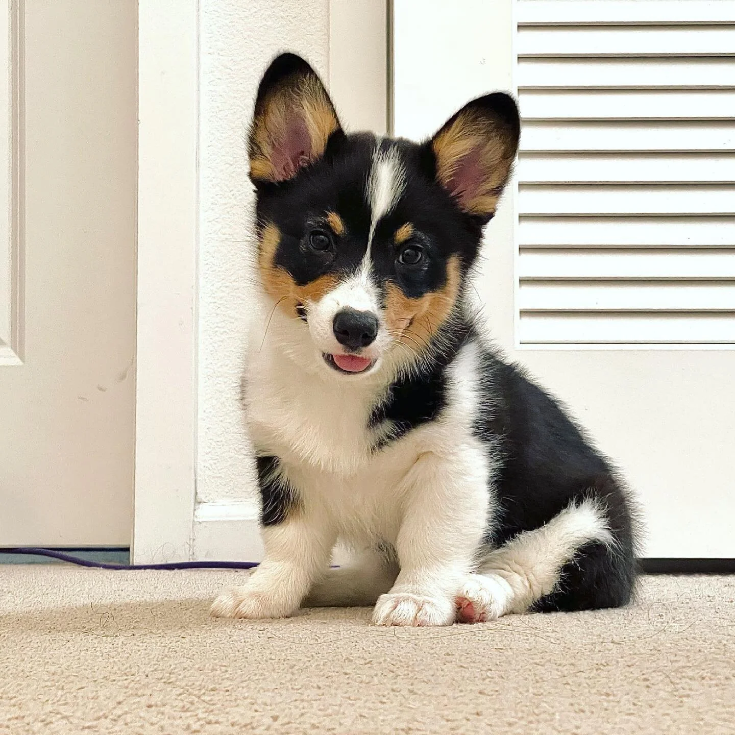 Watson patiently waiting for me at the top of the stairs. 

#corgisofinstagram #corgipuppy #corgi