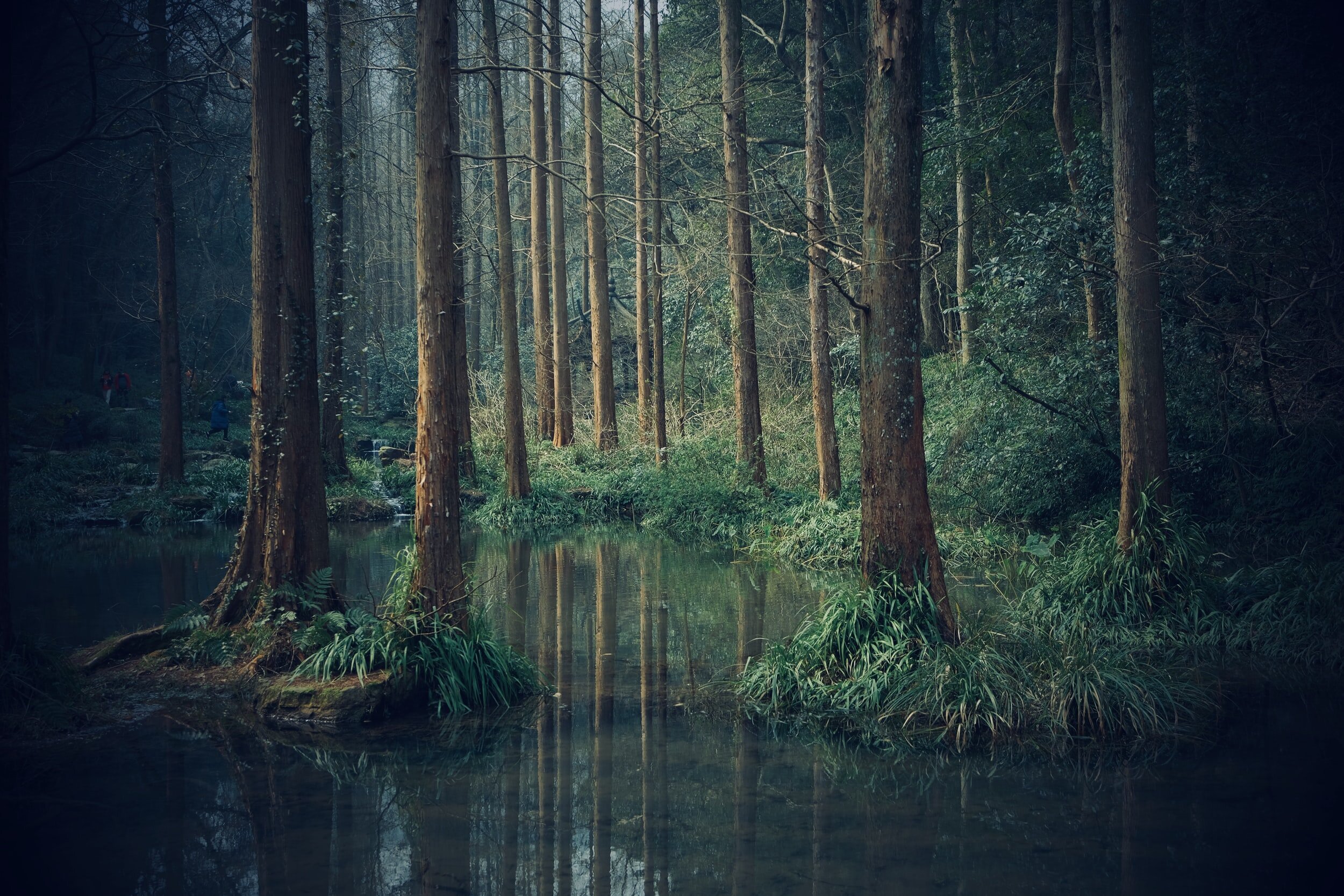 За болотом сосновый лес