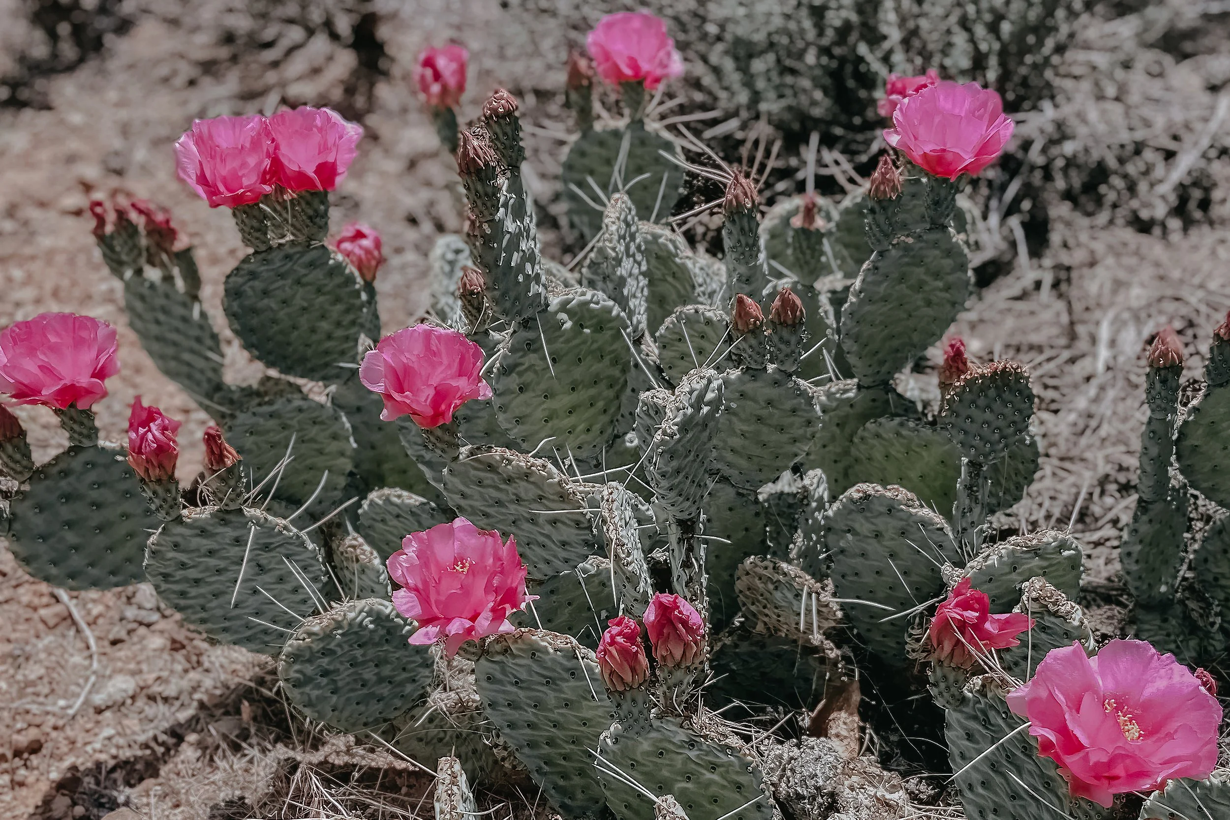 in bloom