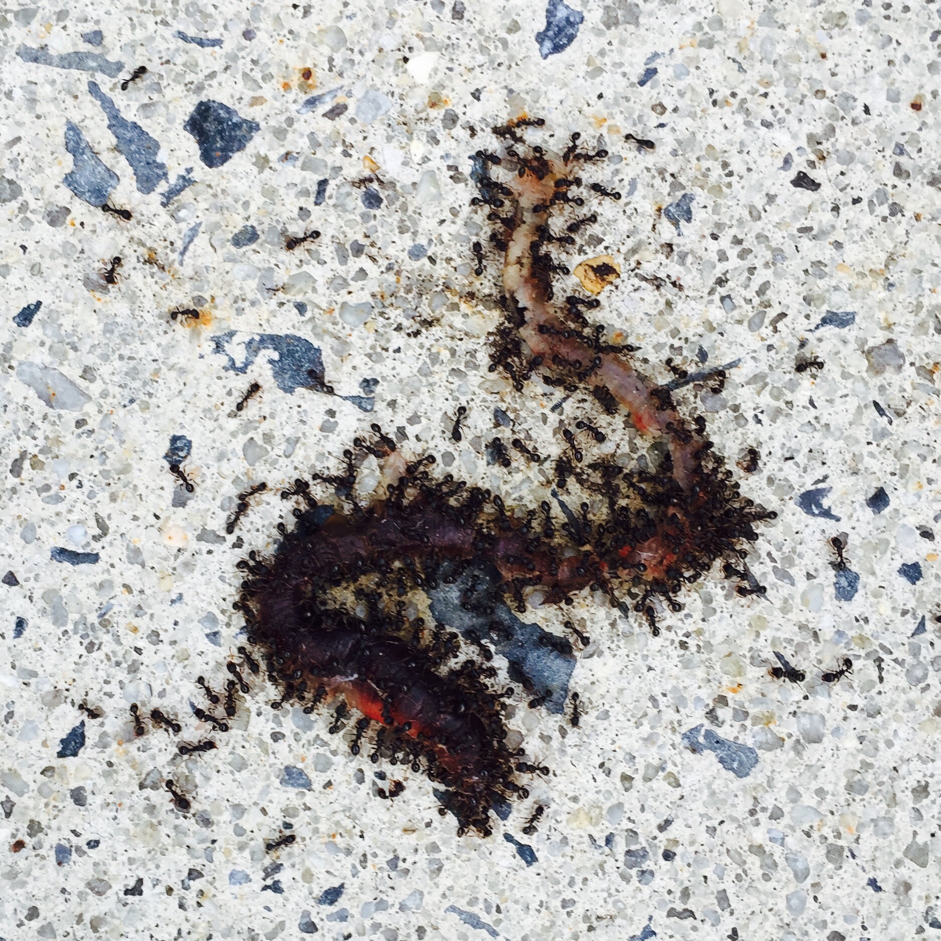While walking home past the lake smiling after dinner, I stumbled upon an extraordinary site. Hundreds of ants having a worm dinner. As an artist, I am always finding beauty around me but rarely have the time to document it. Today, I could stop to take a photo. I am very grateful for this week to pause, reflect, and be inspired. Tonight I attended an art opening. It was the appropriate ending to an extraordinary day. Seeing another gallery show makes me want to make more art and to find a place to put it so others can see it... Or maybe hear it too? In this photo I am listening to music created by converting wavelengths of Arctic audio files into numbers, then into text, then into vector lines that are engraved onto a record to be played. The artist is Marianna Williams. I know the concept sounds insane but it also SOUNDS AMAZING. 