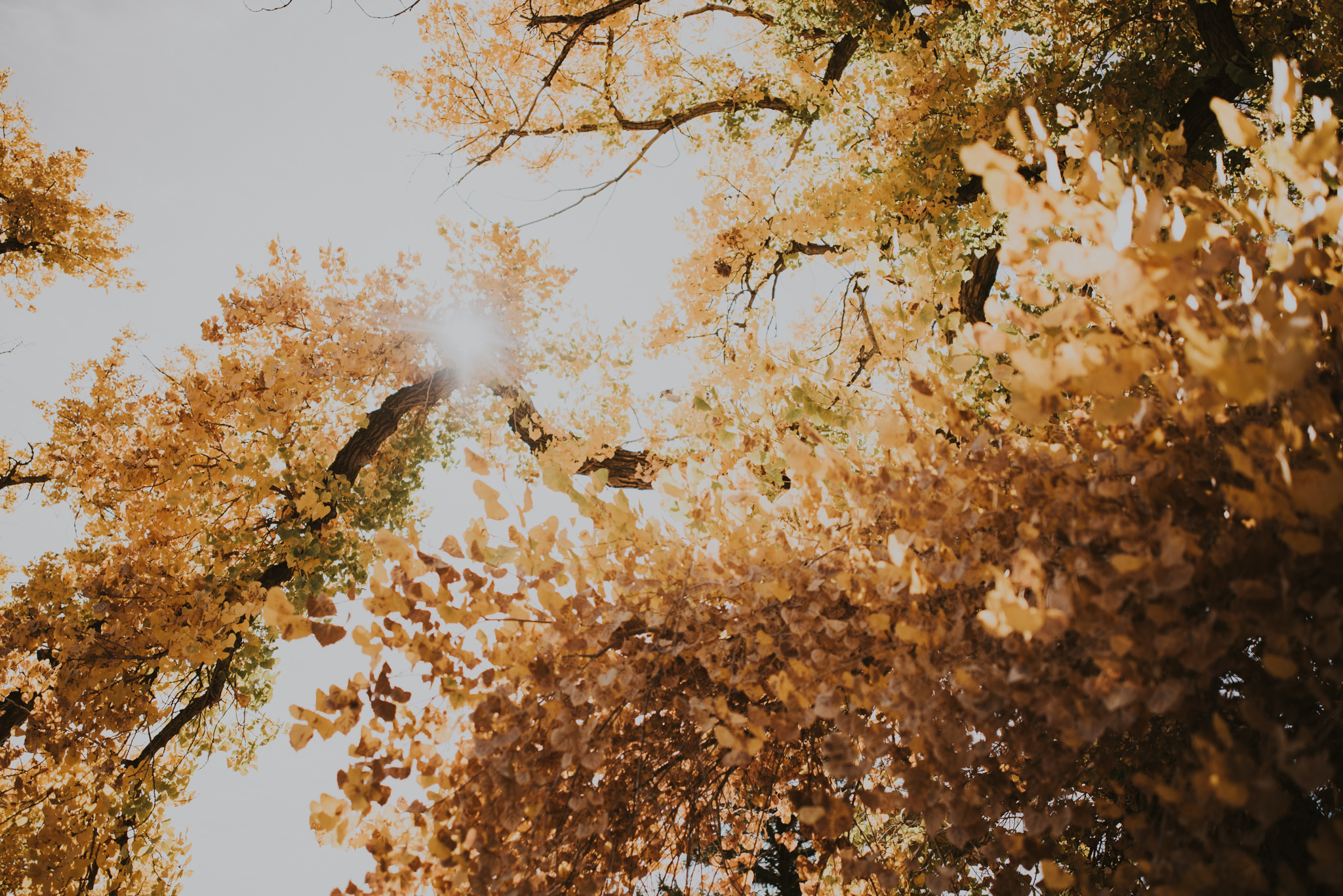 new mexico wedding