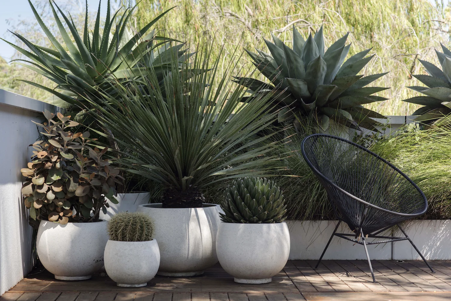 Texas Nativescapes Agaves and Architectural Planters .jpg