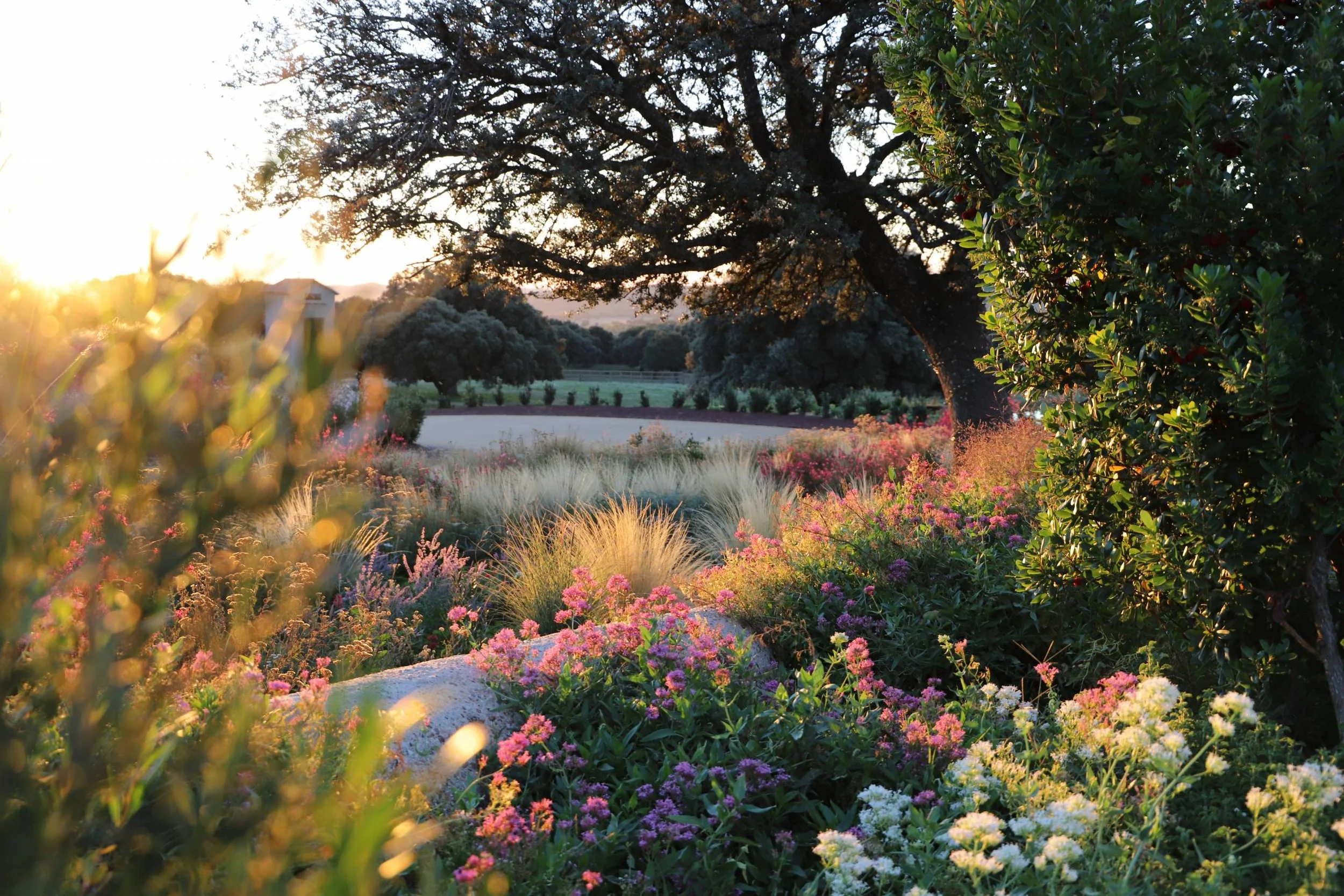 Texas Nativescapes Texas Native Perennial Garden.jpeg