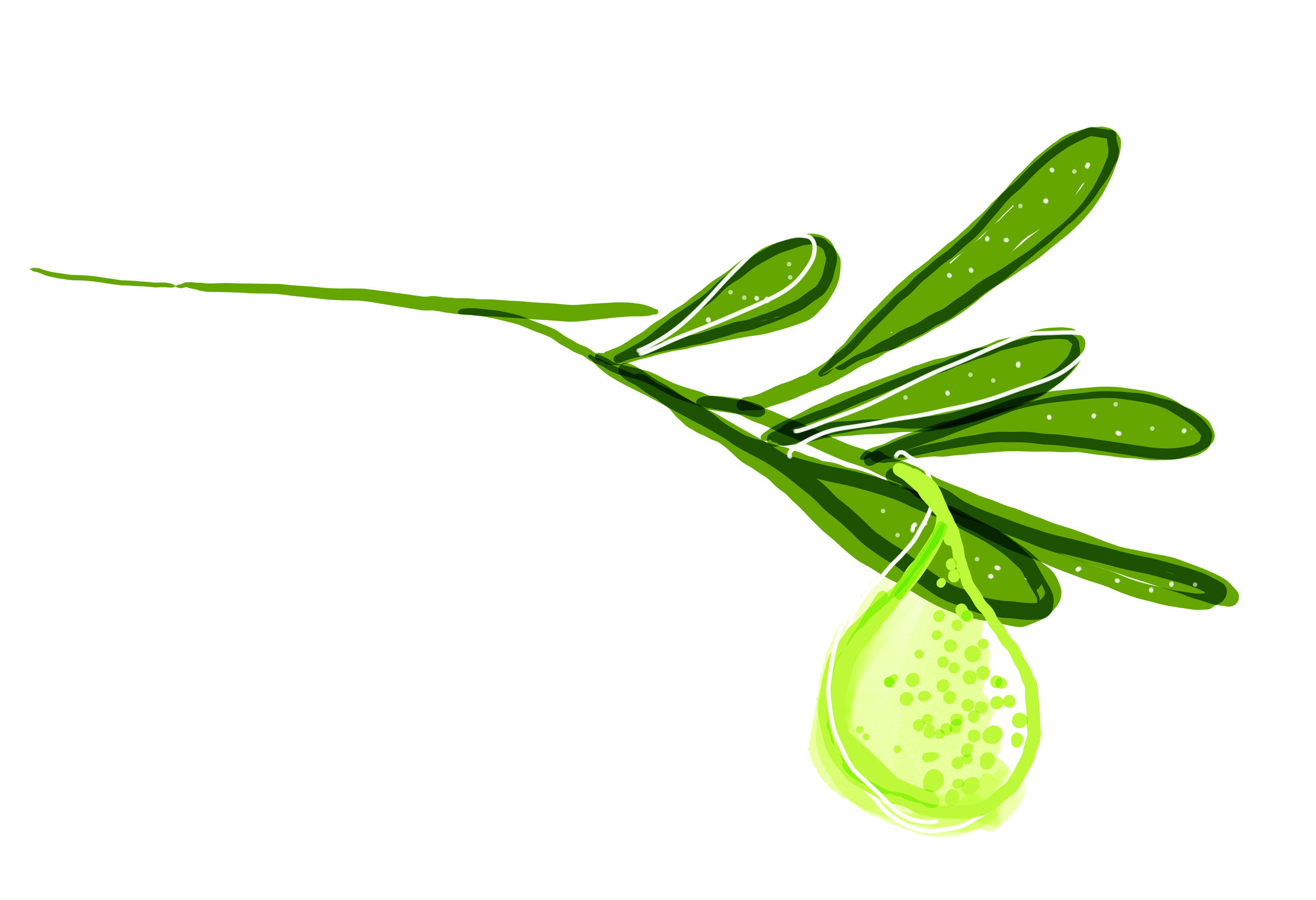 Saya_NativeExtracts_DesertLime.jpg