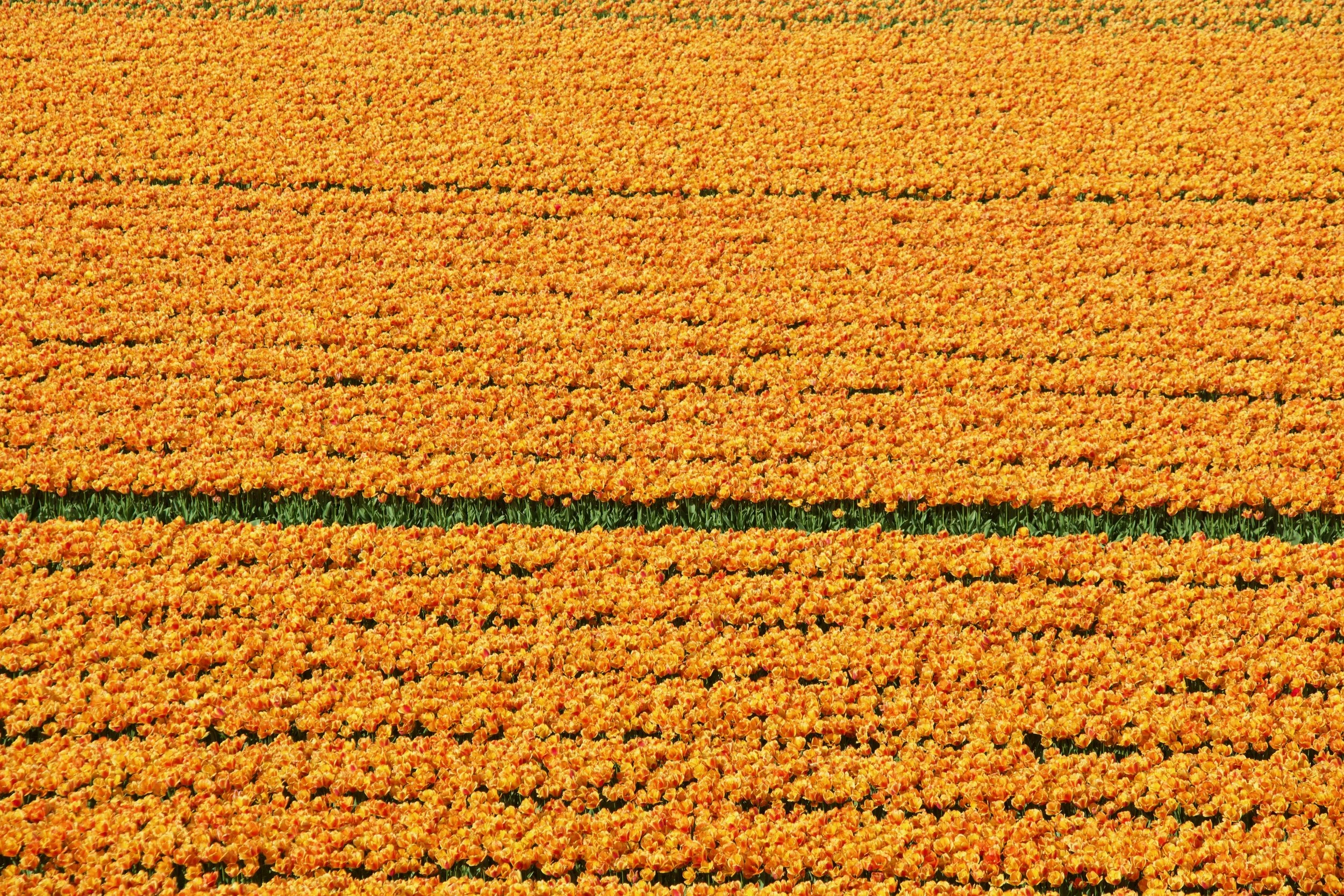 Keukenhof Gardens