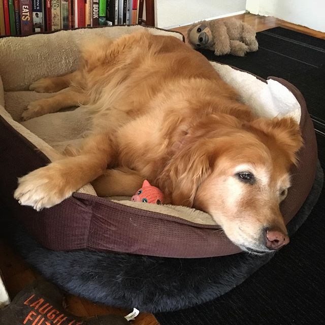 Best reason to work from home on Fridays. ❤️ #maddiedog