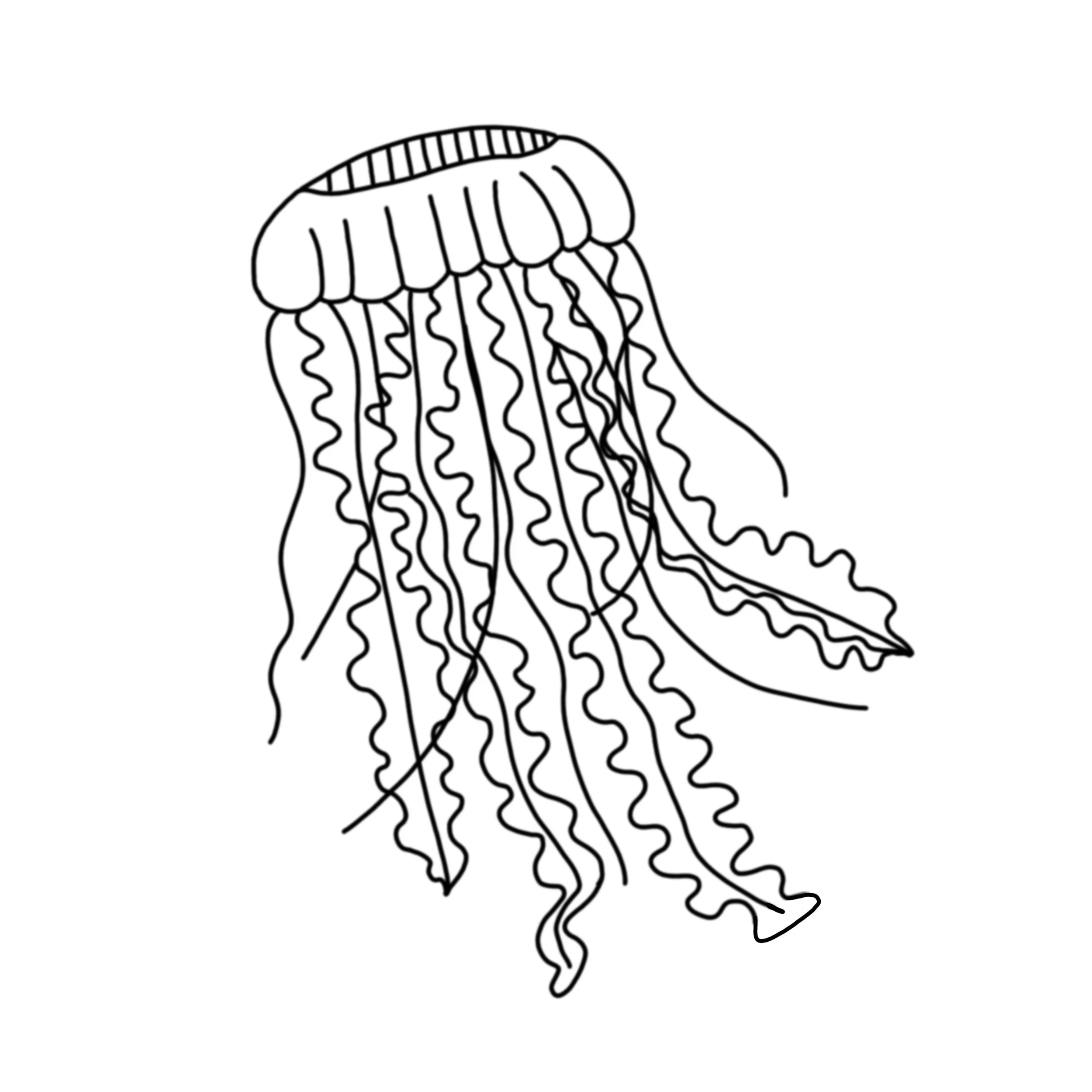 Jellyfish icon