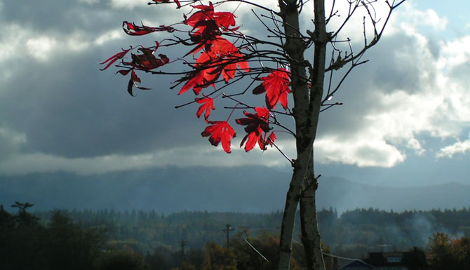 Eden by the Sea B&B, Port Angeles, WA