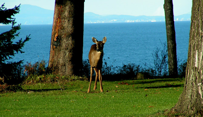 Eden by the Sea B&B, Port Angeles, WA