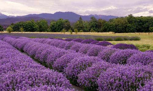 Sequim Lavender