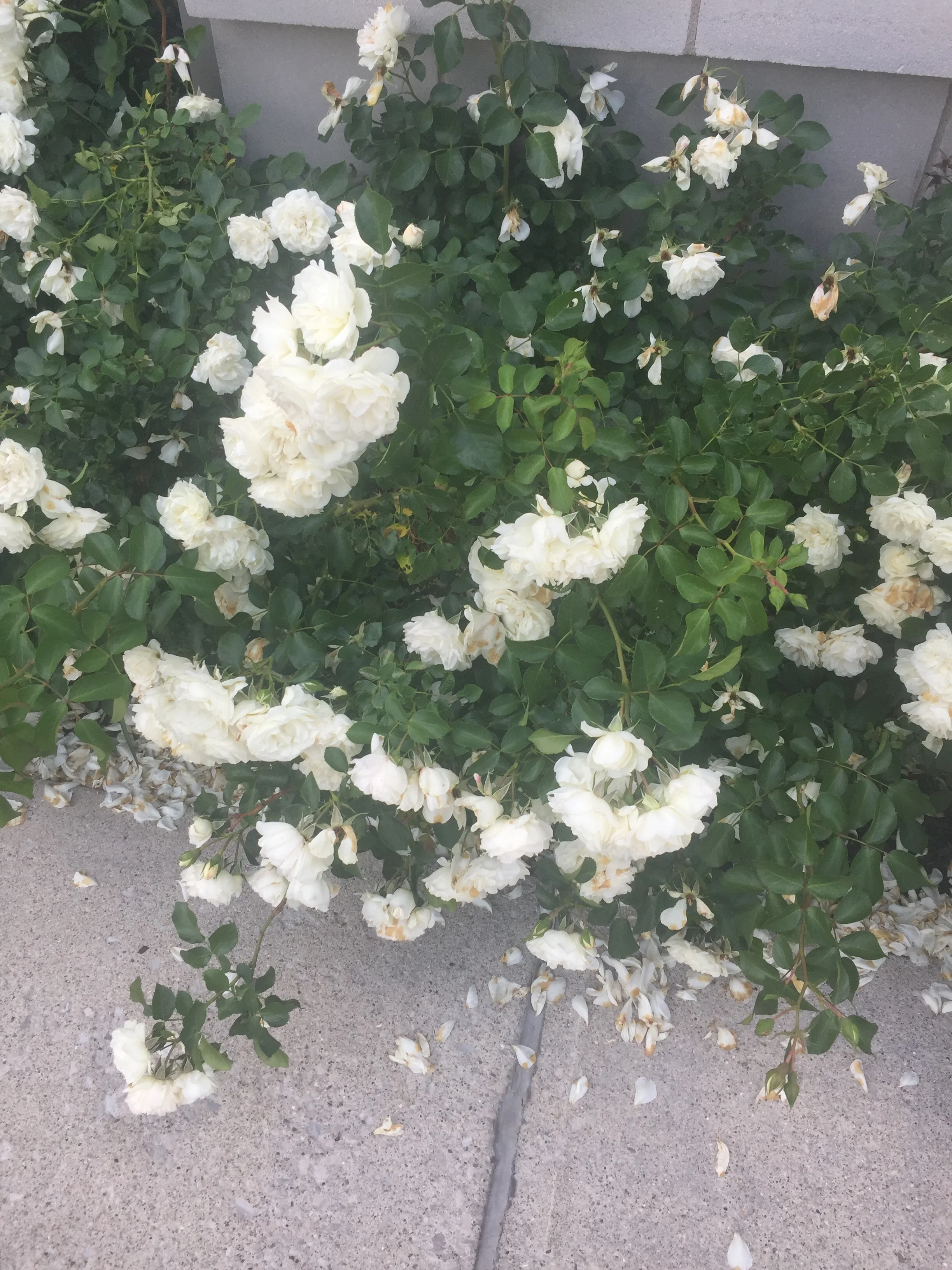 Love these roses outside Macy's! They're so blowsy pretty. 