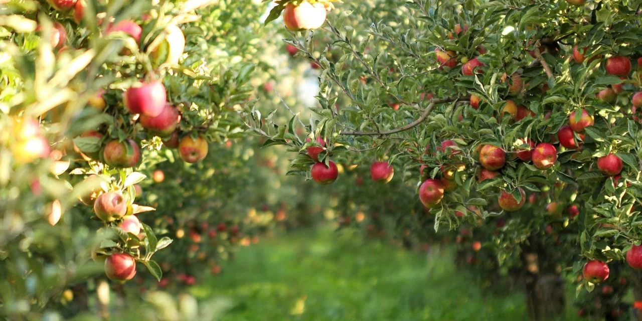 apples.jpg