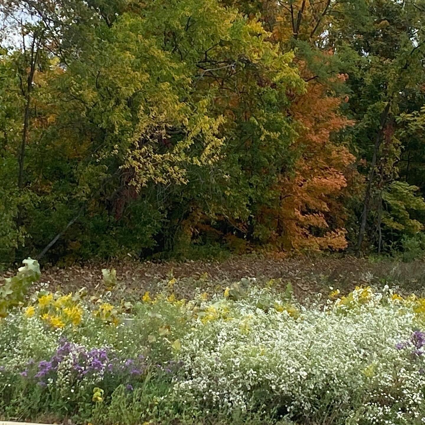 Gorgeous fall color on a blustery day
