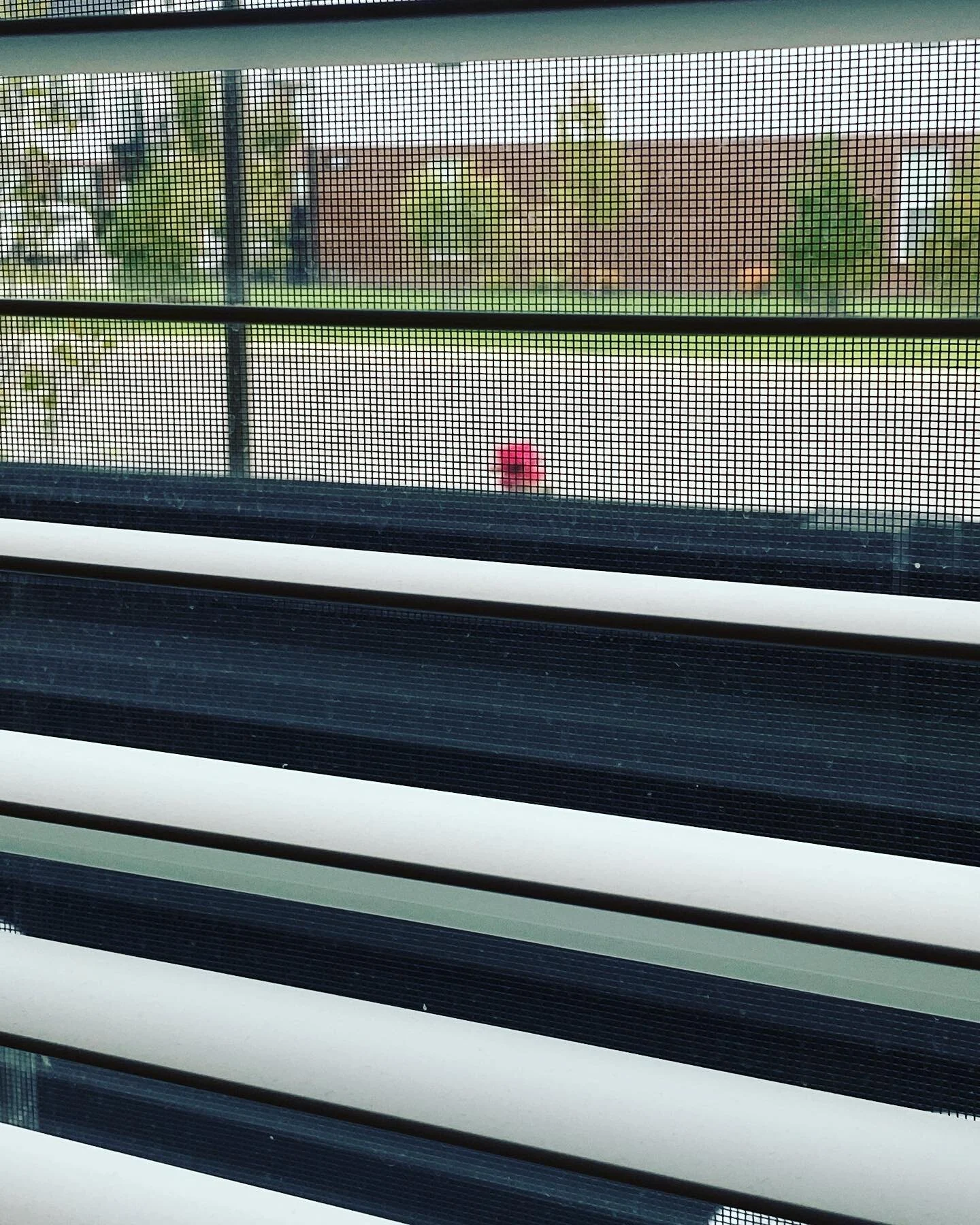 The top of the rose bush outside my office/library/music room.