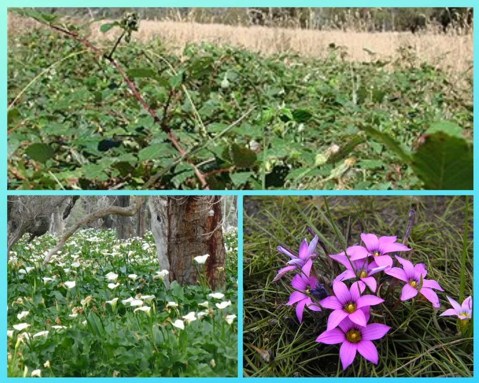 Weeds Collage.jpg