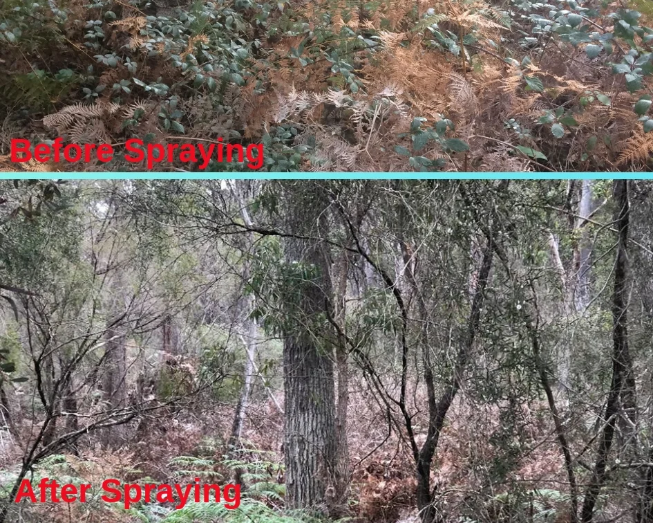 Blackberry Before & After.jpg